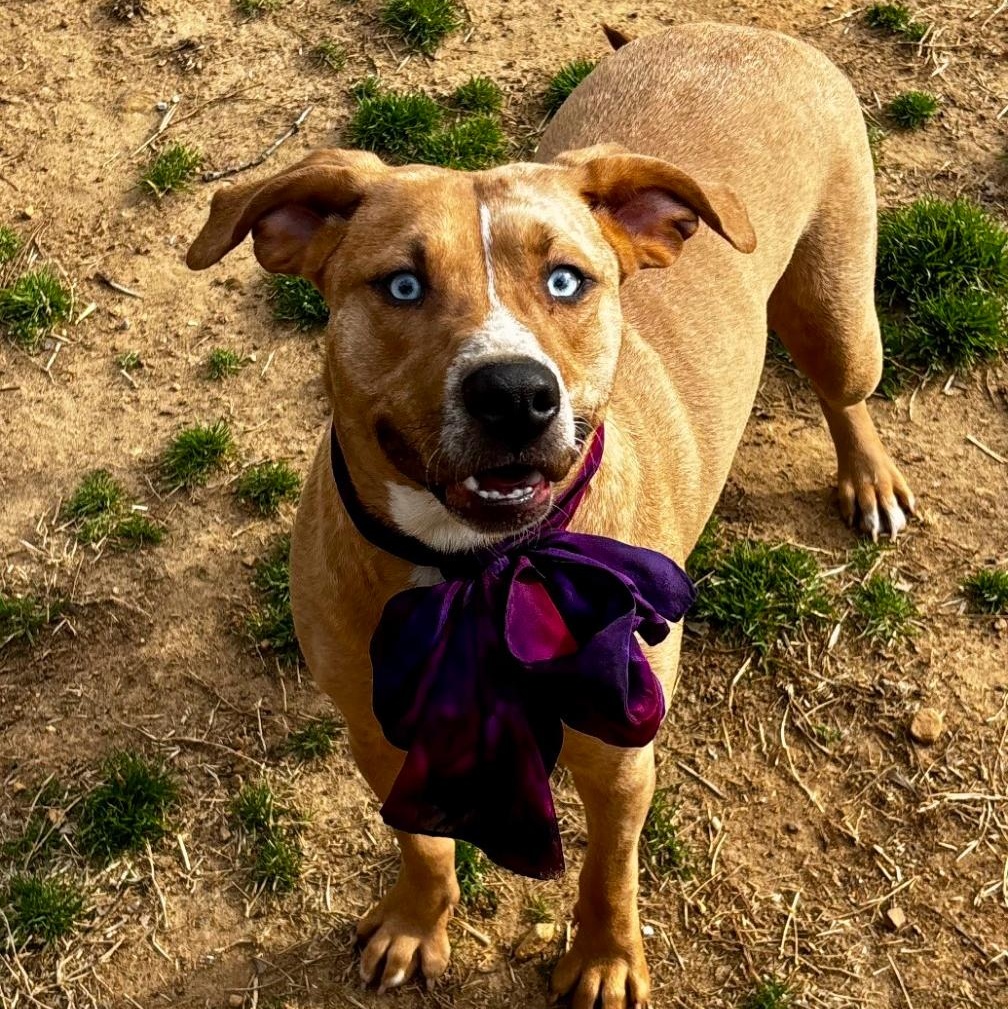 Jasmine, a Adoptable Mixed Breed in Joppa, AL image 1/2