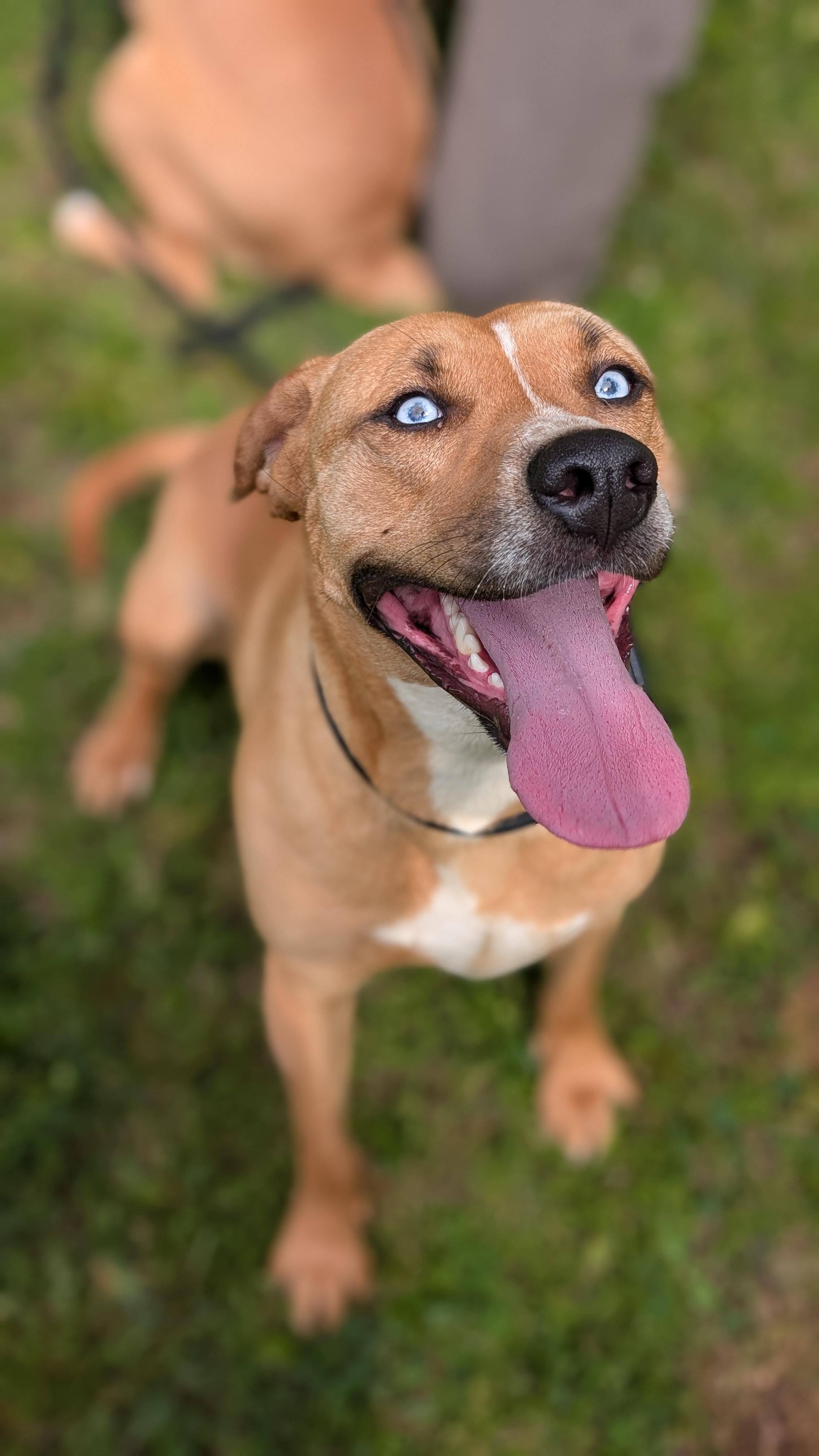 Jasmine, a Adoptable Mixed Breed in Joppa, AL image 2/6