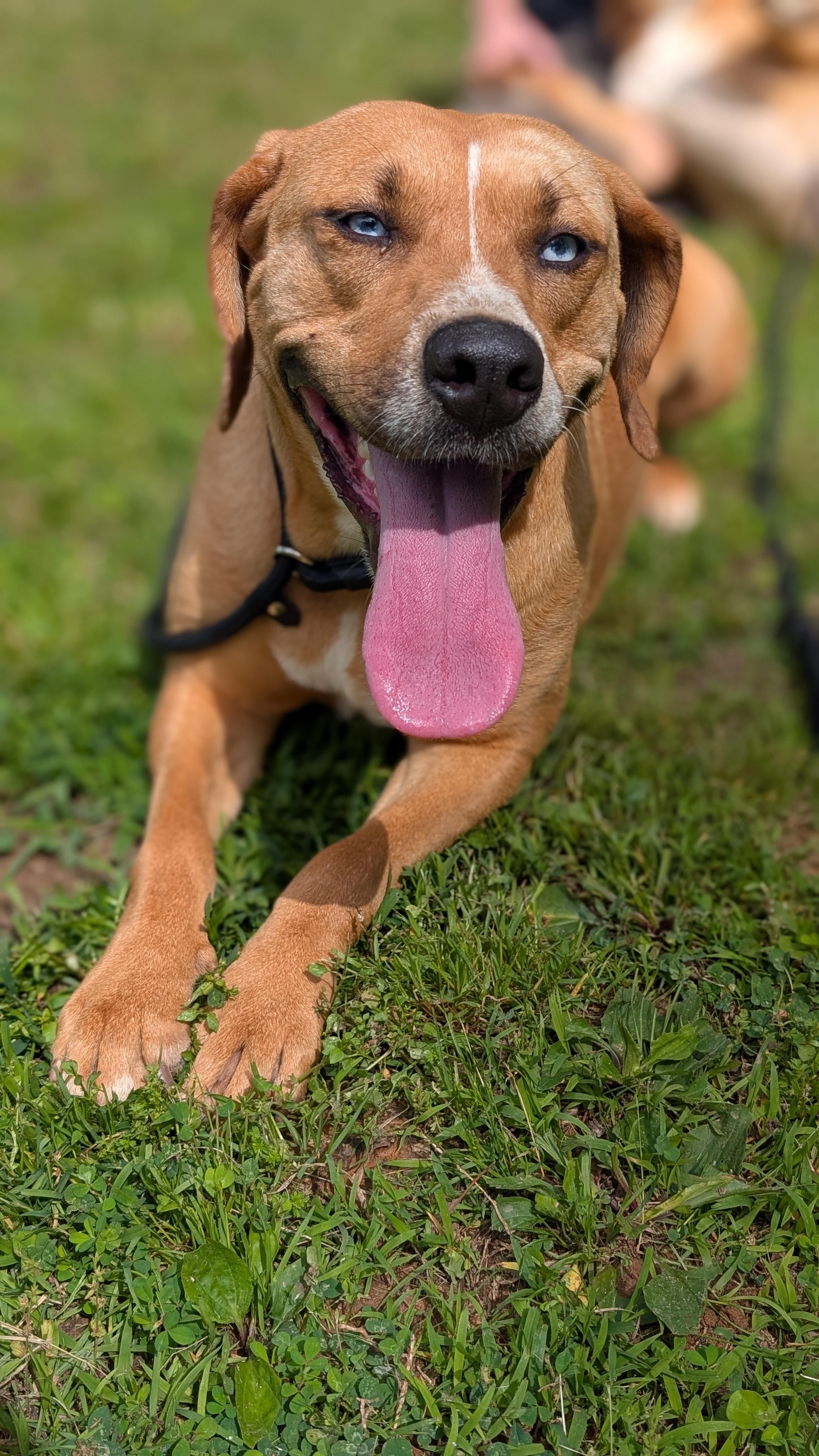 Jasmine, a Adoptable Mixed Breed in Joppa, AL image 5/6