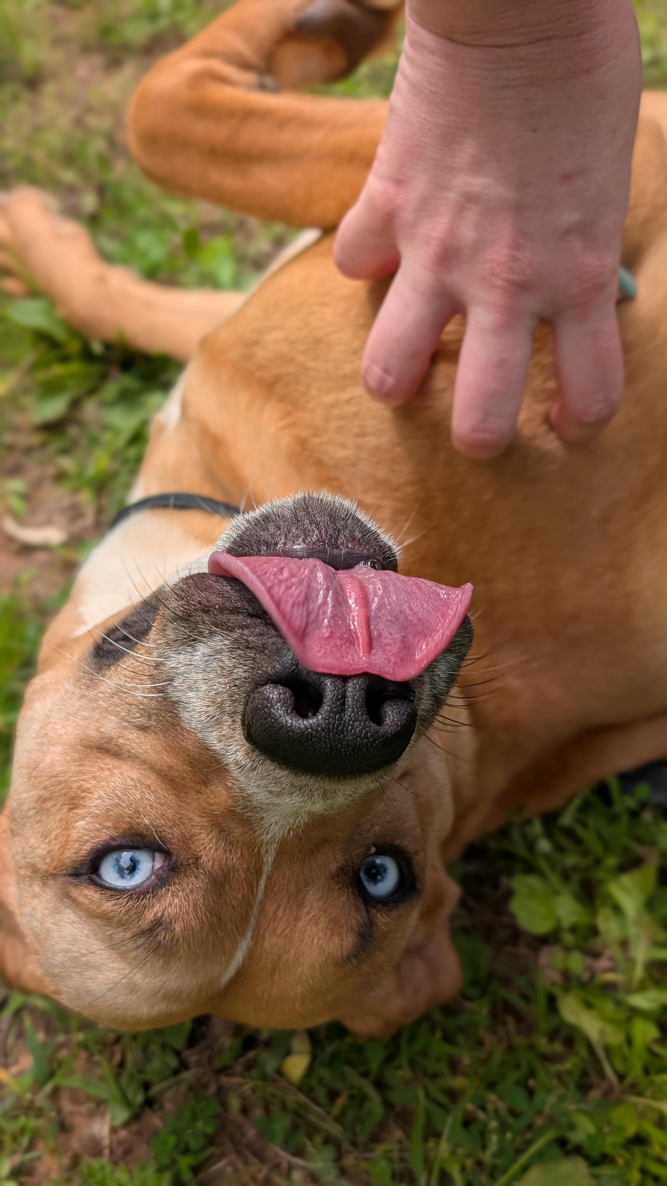 Jasmine, a Adoptable Mixed Breed in Joppa, AL image 3/6
