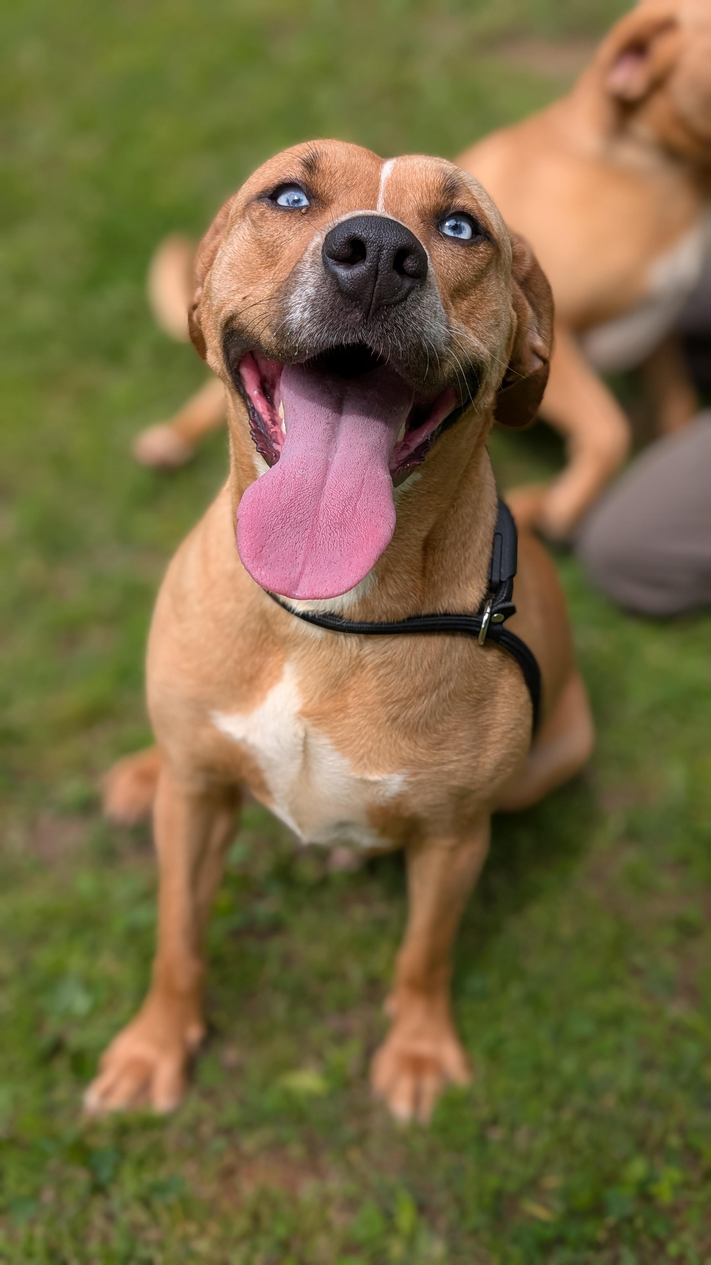 Jasmine, a Adoptable Mixed Breed in Joppa, AL image 4/6