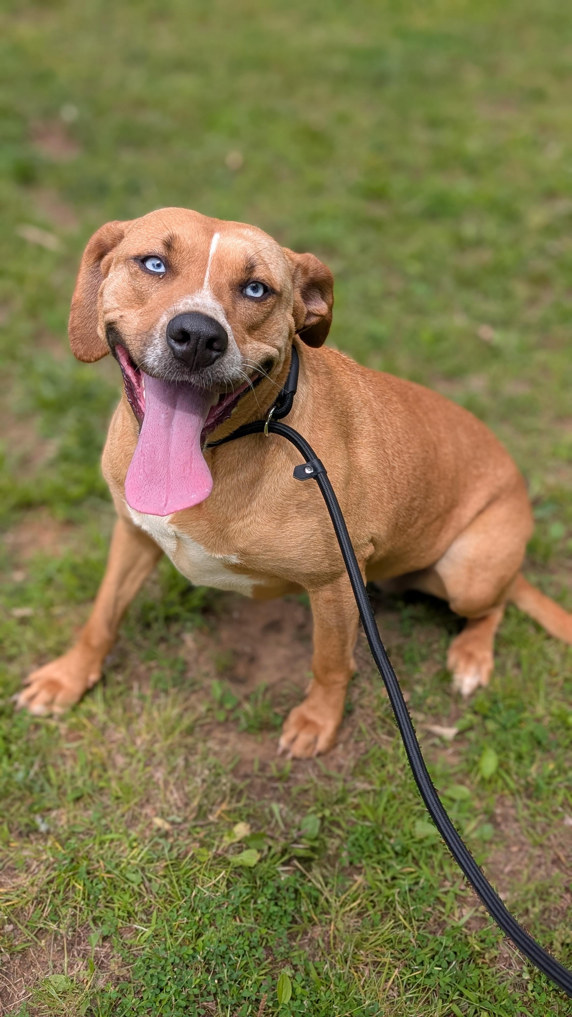 Jasmine, Adoptable, Young Female Mixed Breed.