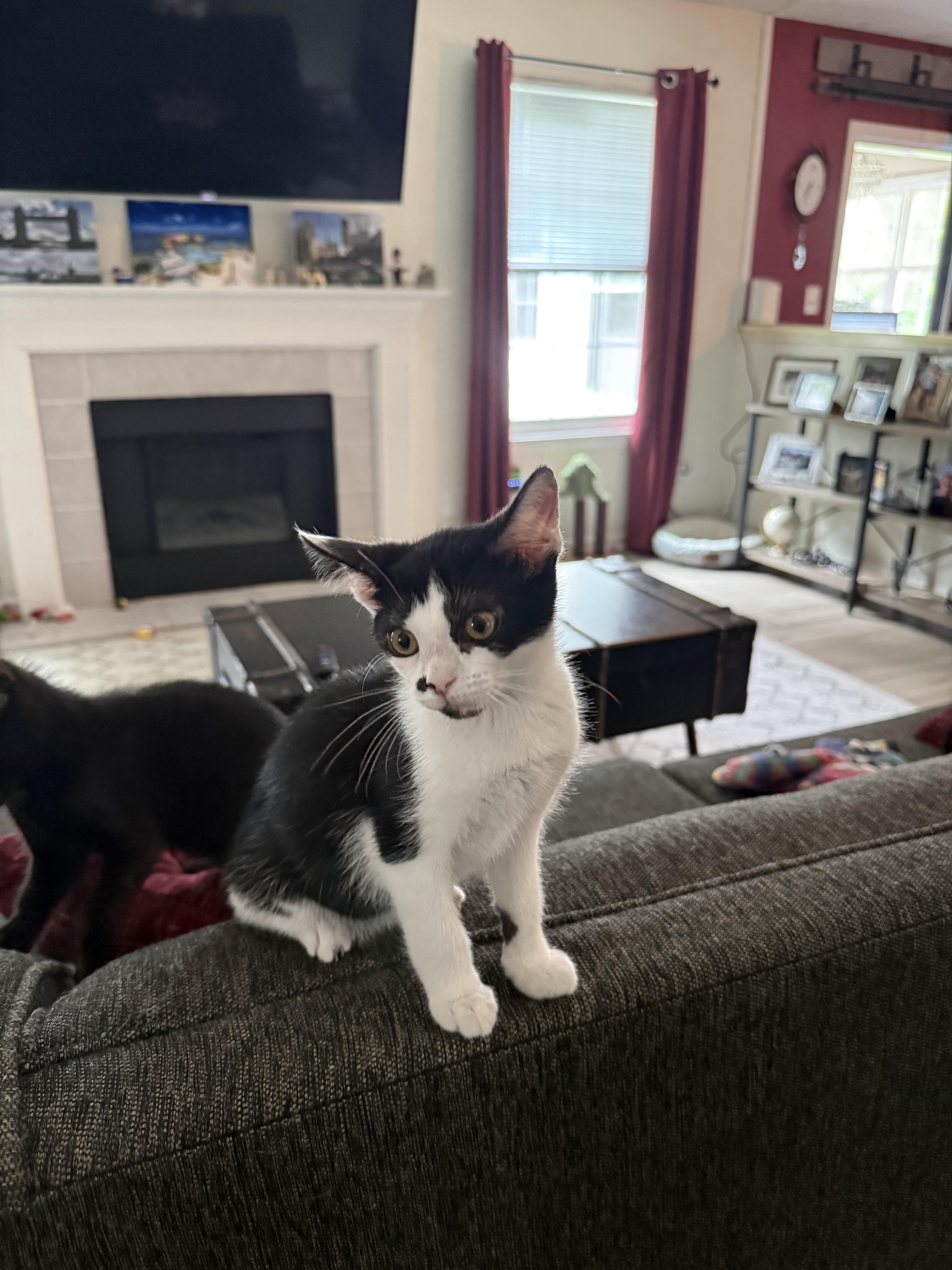 Betty, a ADOPTABLE Domestic Short Hair in Indianapolis, IN image 2/2