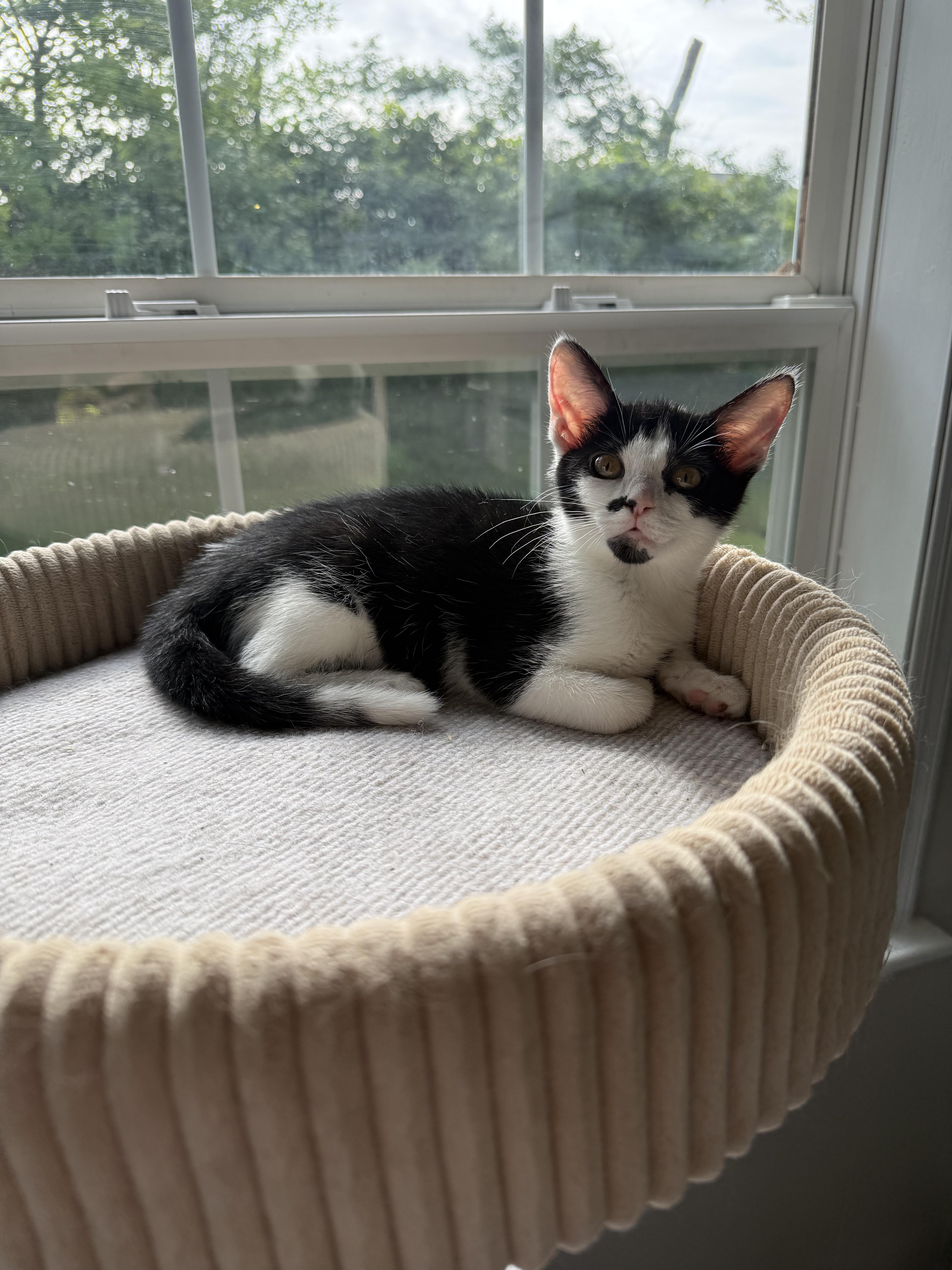 Betty, a ADOPTABLE Domestic Short Hair in Indianapolis, IN image 1/2