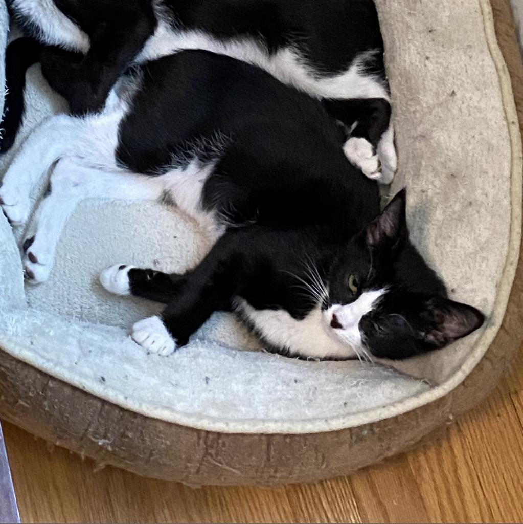 Gemini (Marlborough 1), a Adoptable Domestic Short Hair in Westport, CT image 1/5