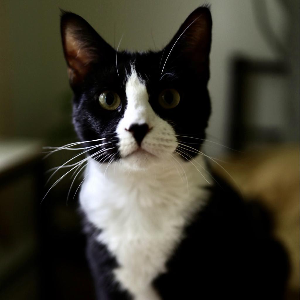 Gemini (Marlborough 1), a Adoptable Domestic Short Hair in Westport, CT image 3/5