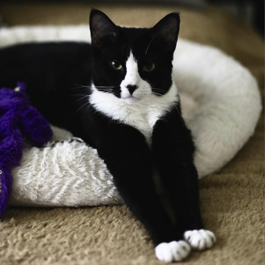 Gemini (Marlborough 1), a Adoptable Domestic Short Hair in Westport, CT image 4/5