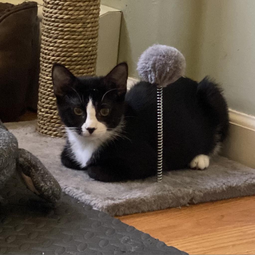 Gemini (Marlborough 1), a Adoptable Domestic Short Hair in Westport, CT image 5/5