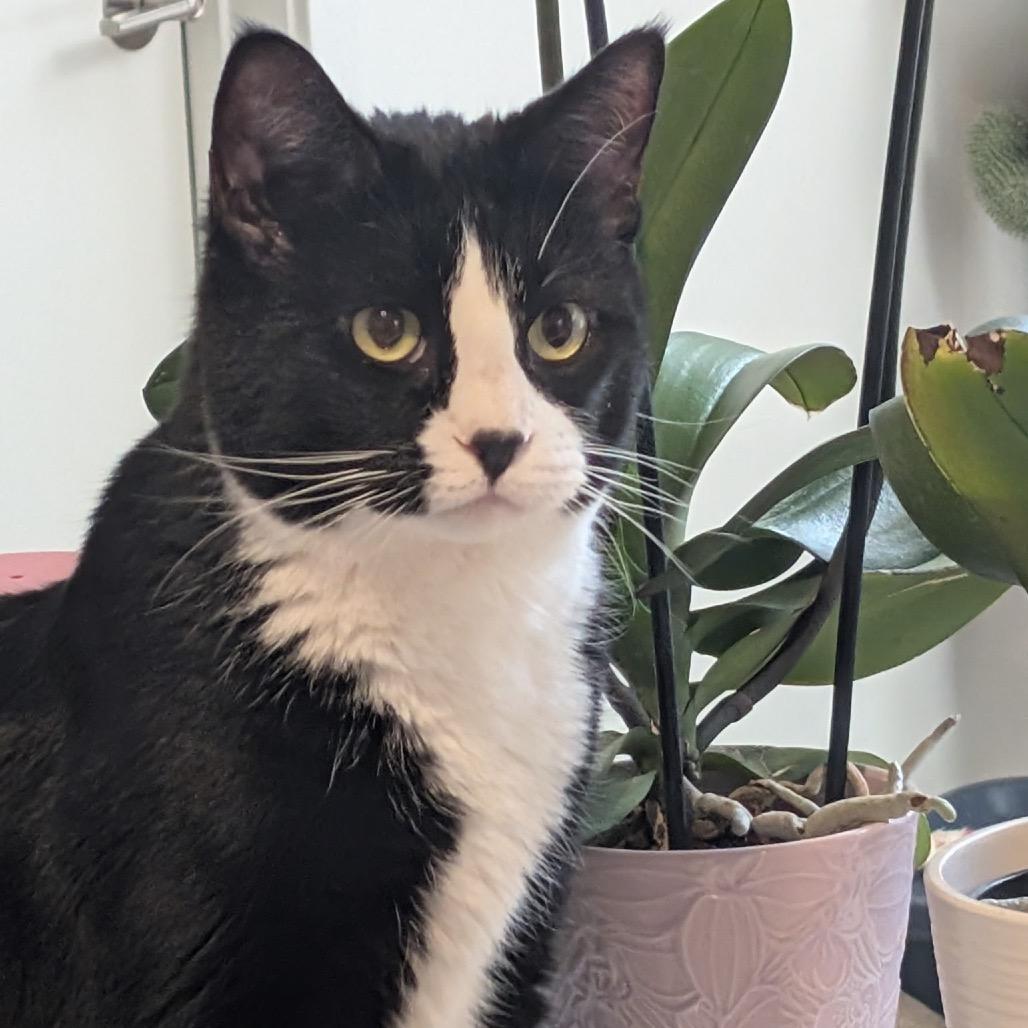 Enlarge Gemini (Marlborough 1), a Adoptable Domestic Short Hair in Westport, CT image 6/6