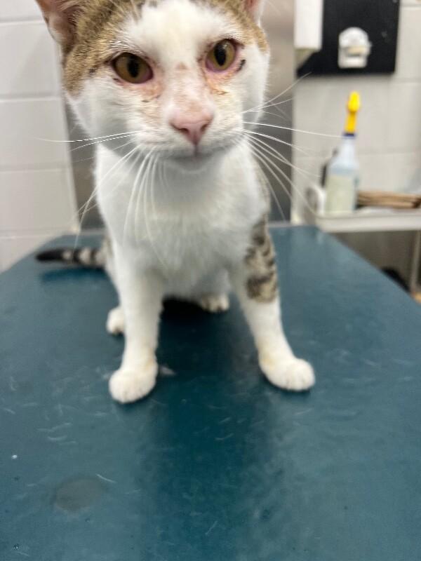 Enlarge Happy, a Adoptable Domestic Short Hair in Mobile, AL image 2/2