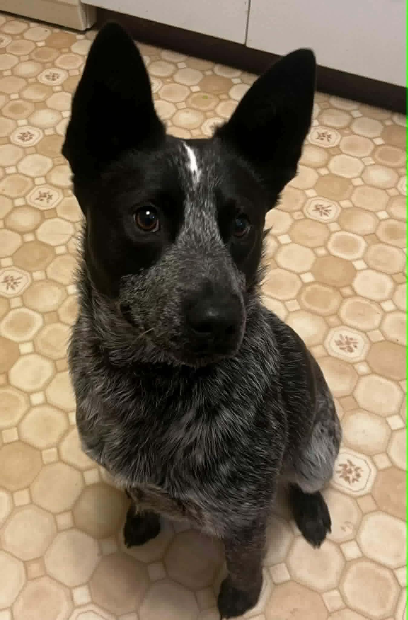 Enlarge Charlie , an adopted Australian Cattle Dog / Blue Heeler in Bend, OR image 1/4