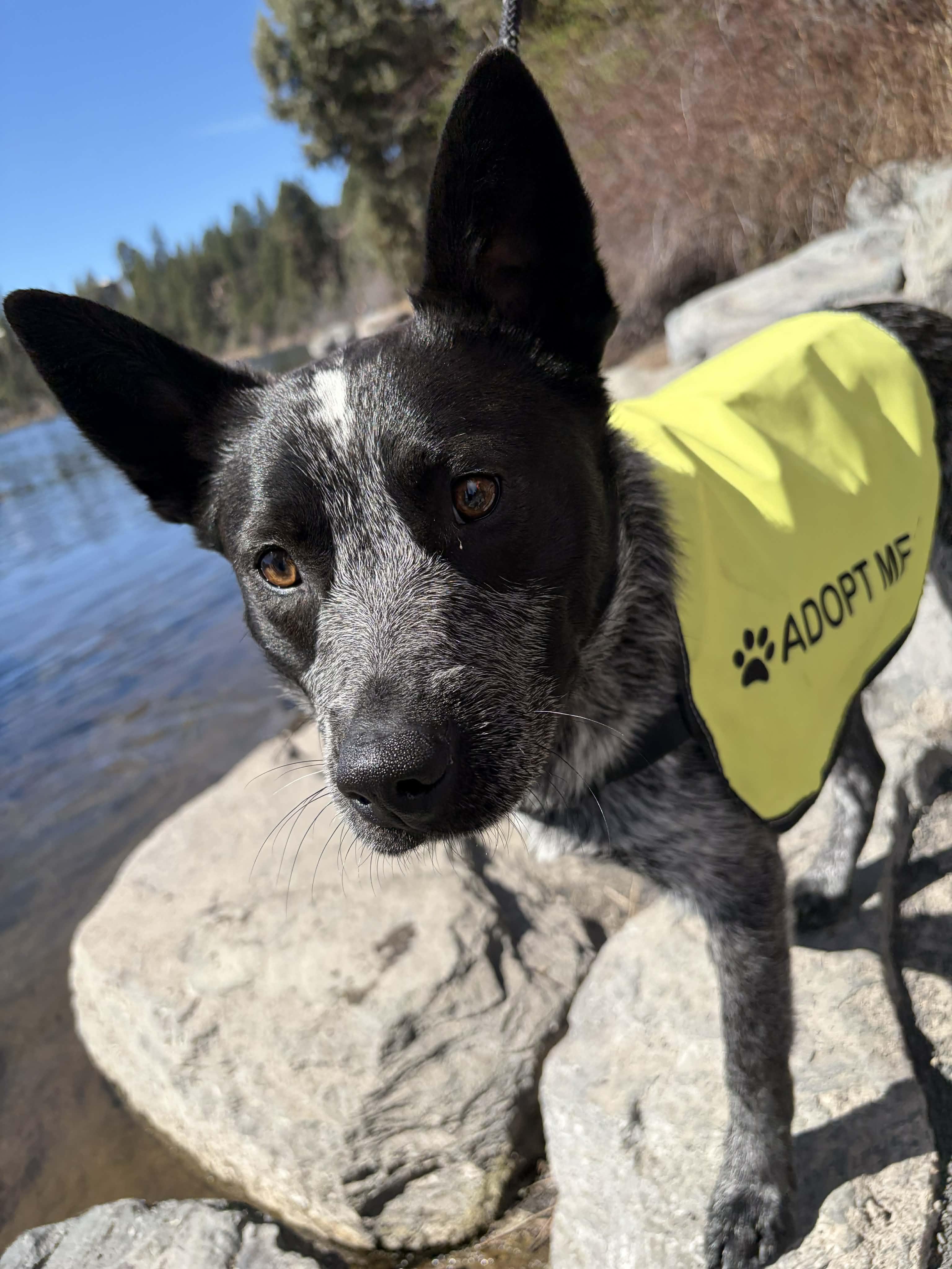 Enlarge Charlie , an adopted Australian Cattle Dog / Blue Heeler in Bend, OR image 2/4
