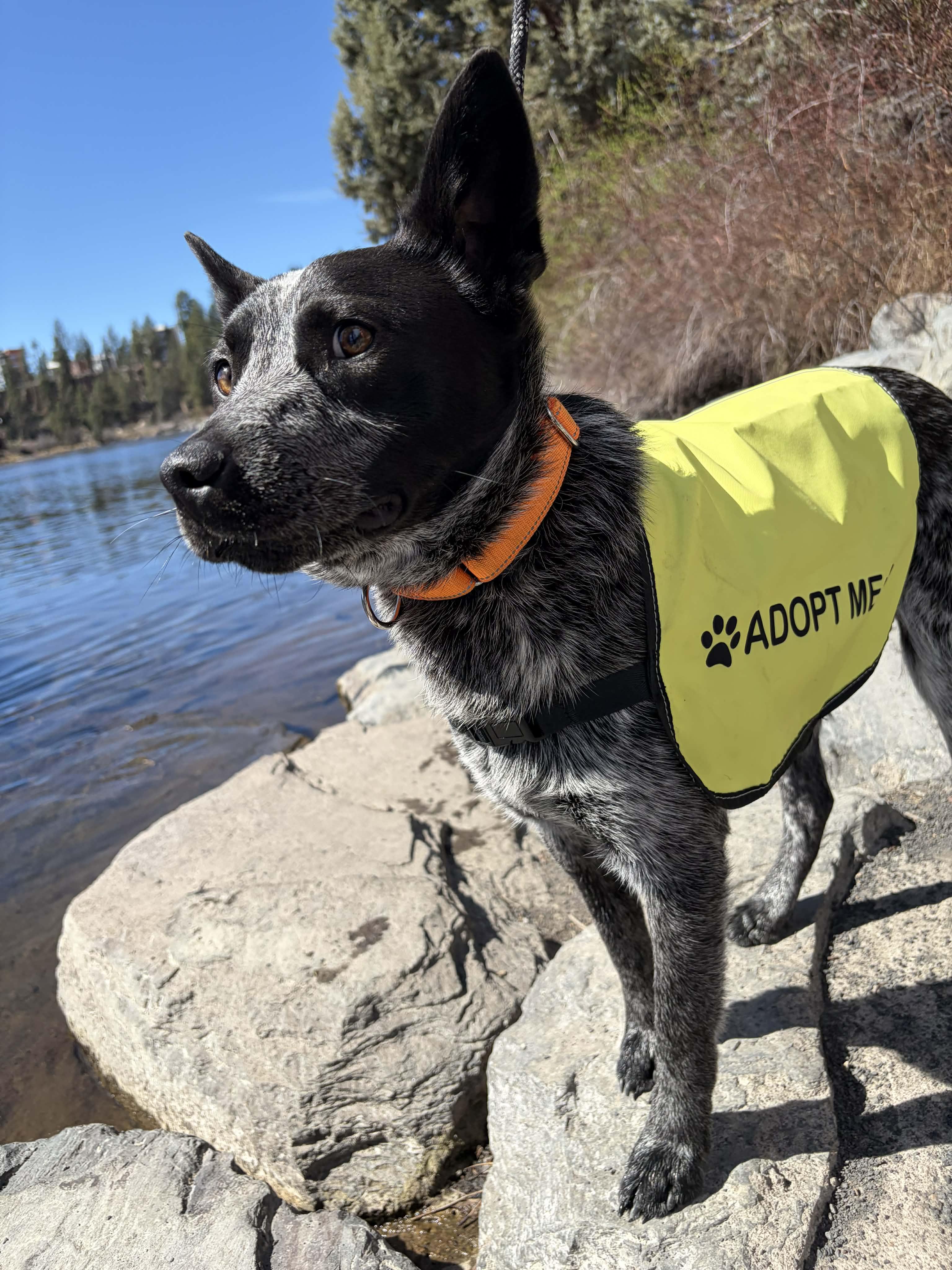 Enlarge Charlie , an adopted Australian Cattle Dog / Blue Heeler in Bend, OR image 4/4