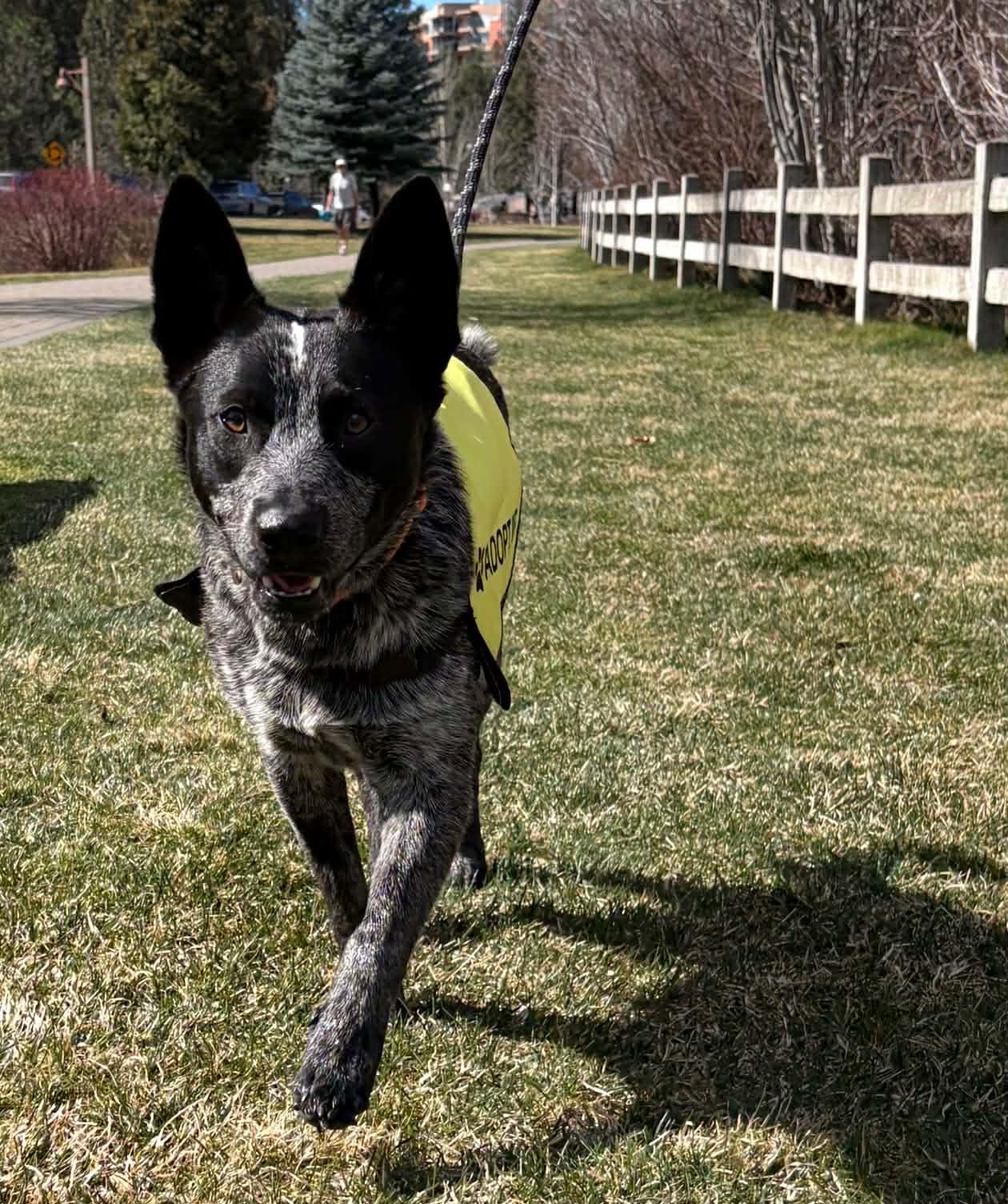 Enlarge Charlie , an adopted Australian Cattle Dog / Blue Heeler in Bend, OR image 3/4