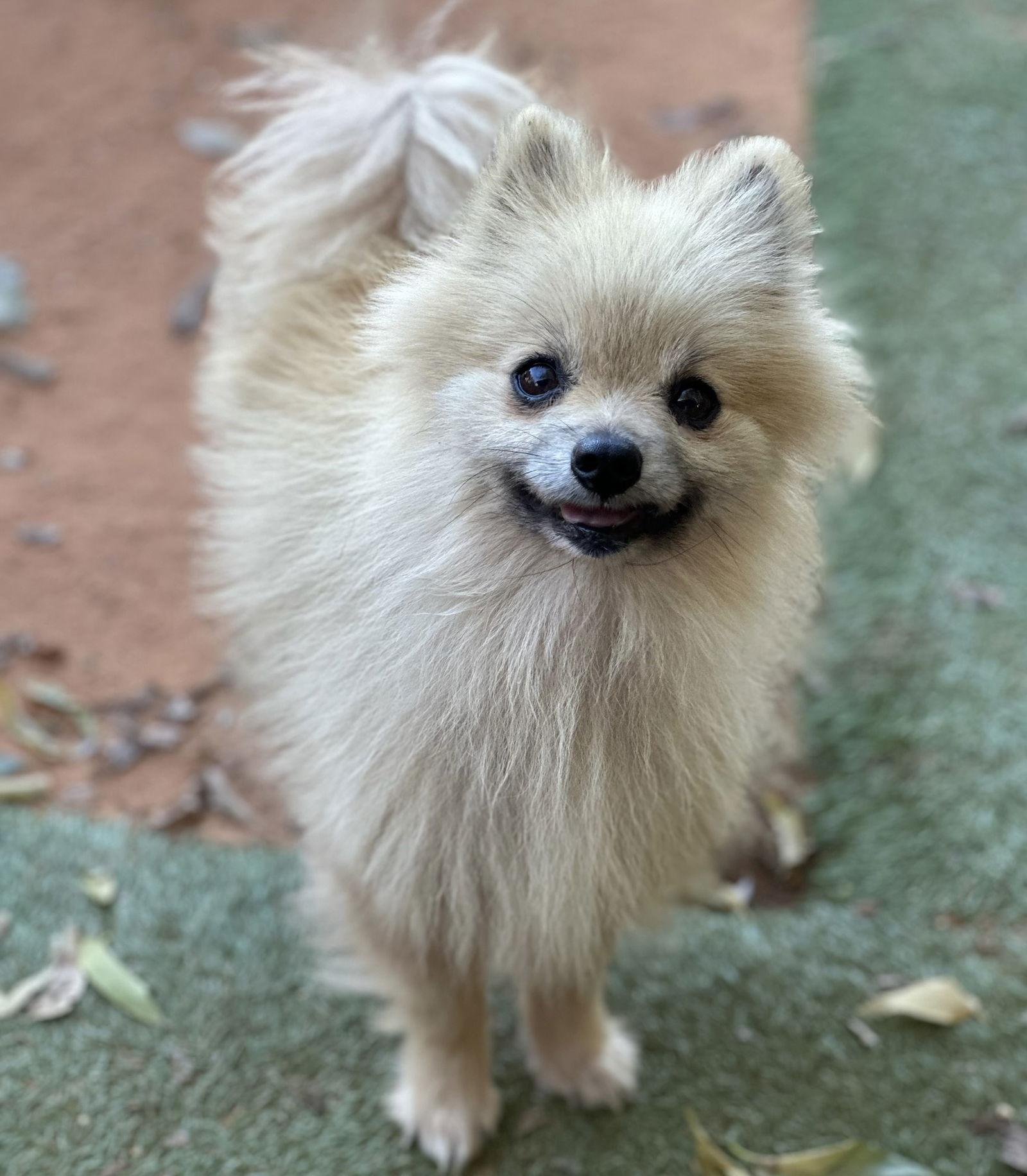 Tequila, Adoptable, Senior Male Pomeranian.