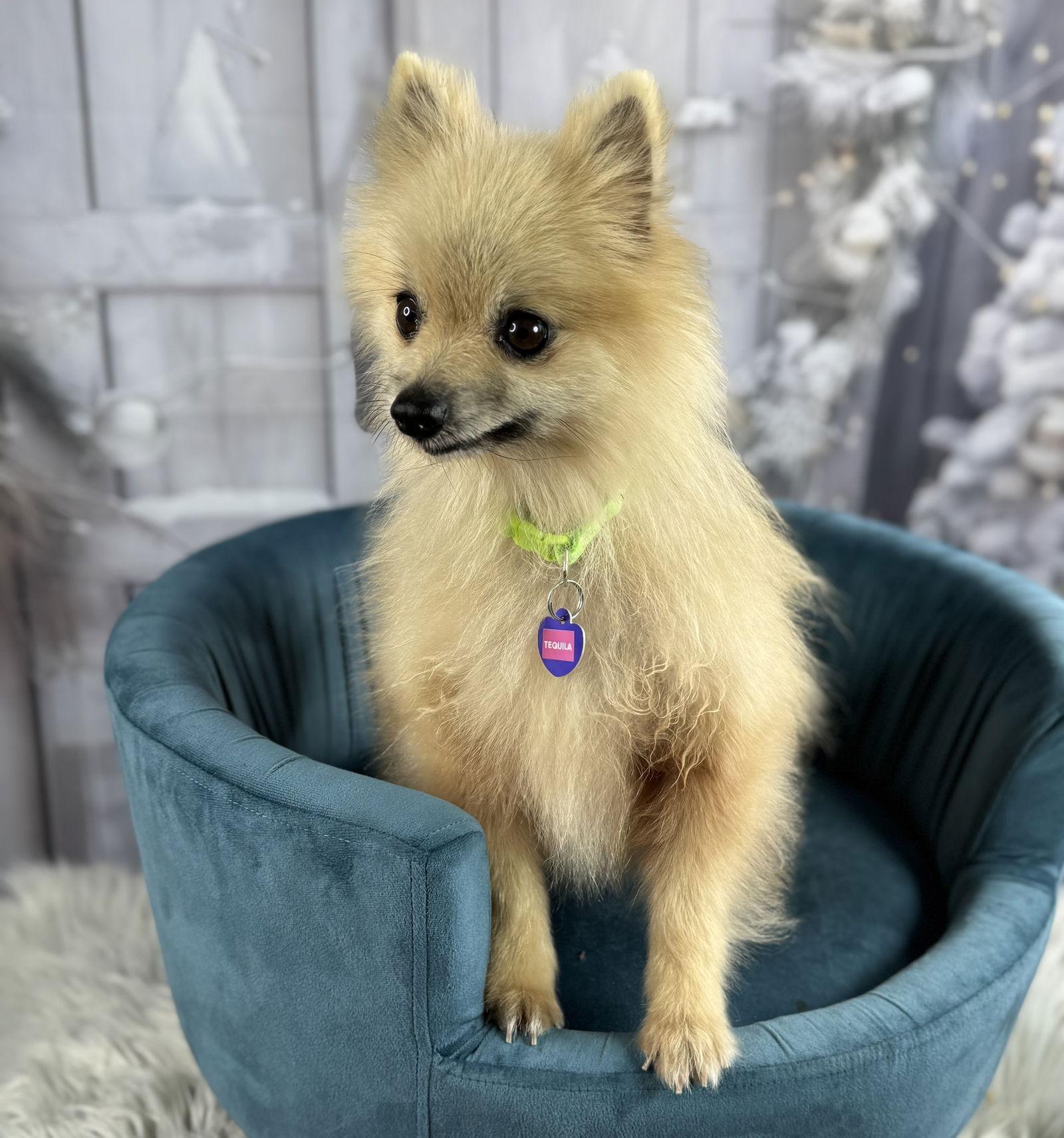Enlarge Tequila, a Adoptable Pomeranian in Garland, TX image 2/3