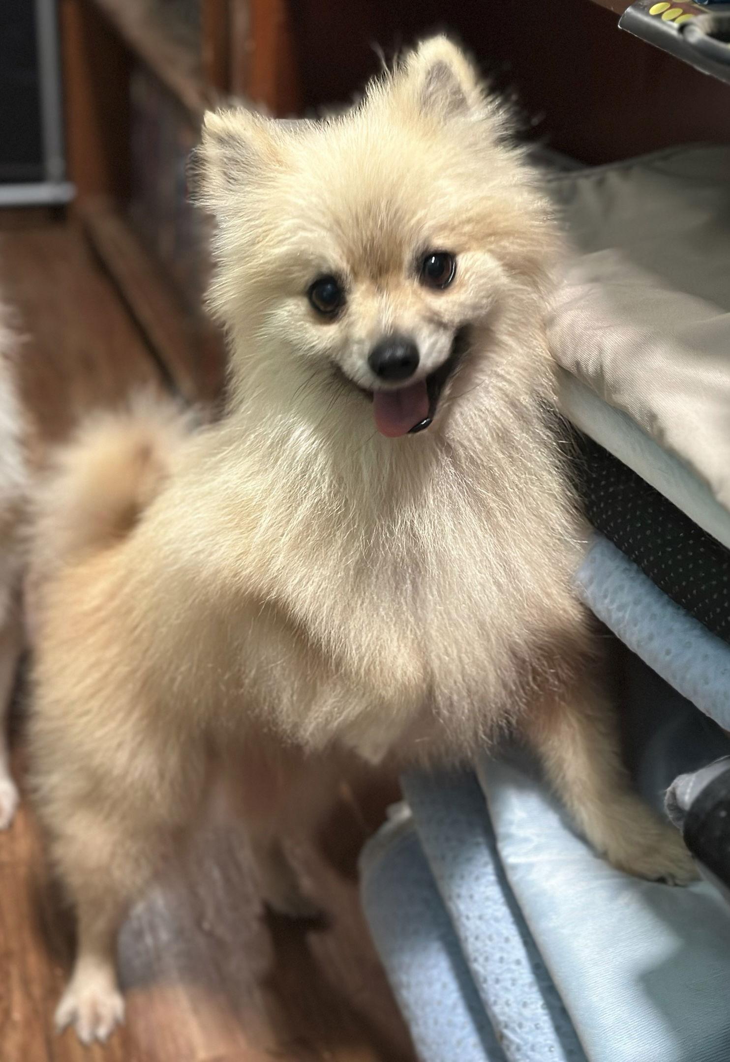 Enlarge Tequila, a Adoptable Pomeranian in Garland, TX image 3/3