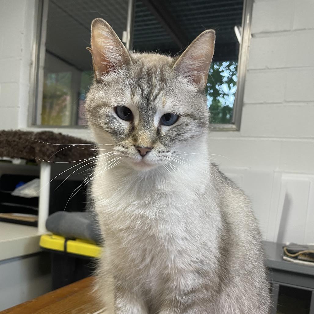 Enlarge Fifi, a Adoptable Siamese in Houston, TX image 1/2