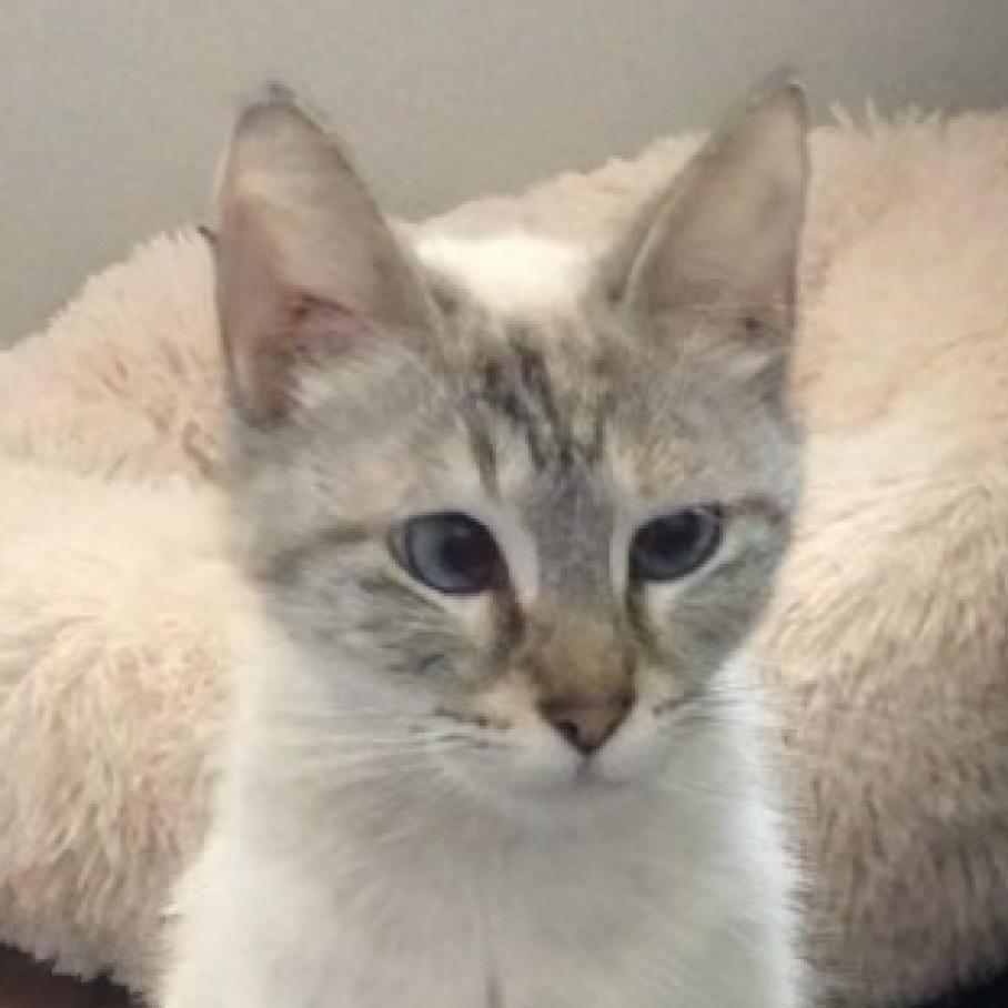 Enlarge Fifi, a Adoptable Siamese in Houston, TX image 2/2