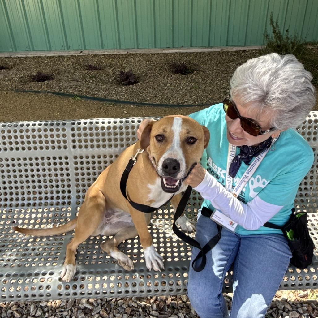 Chessie, Adoptable, Adult Female Pit Bull Terrier & Mixed Breed.