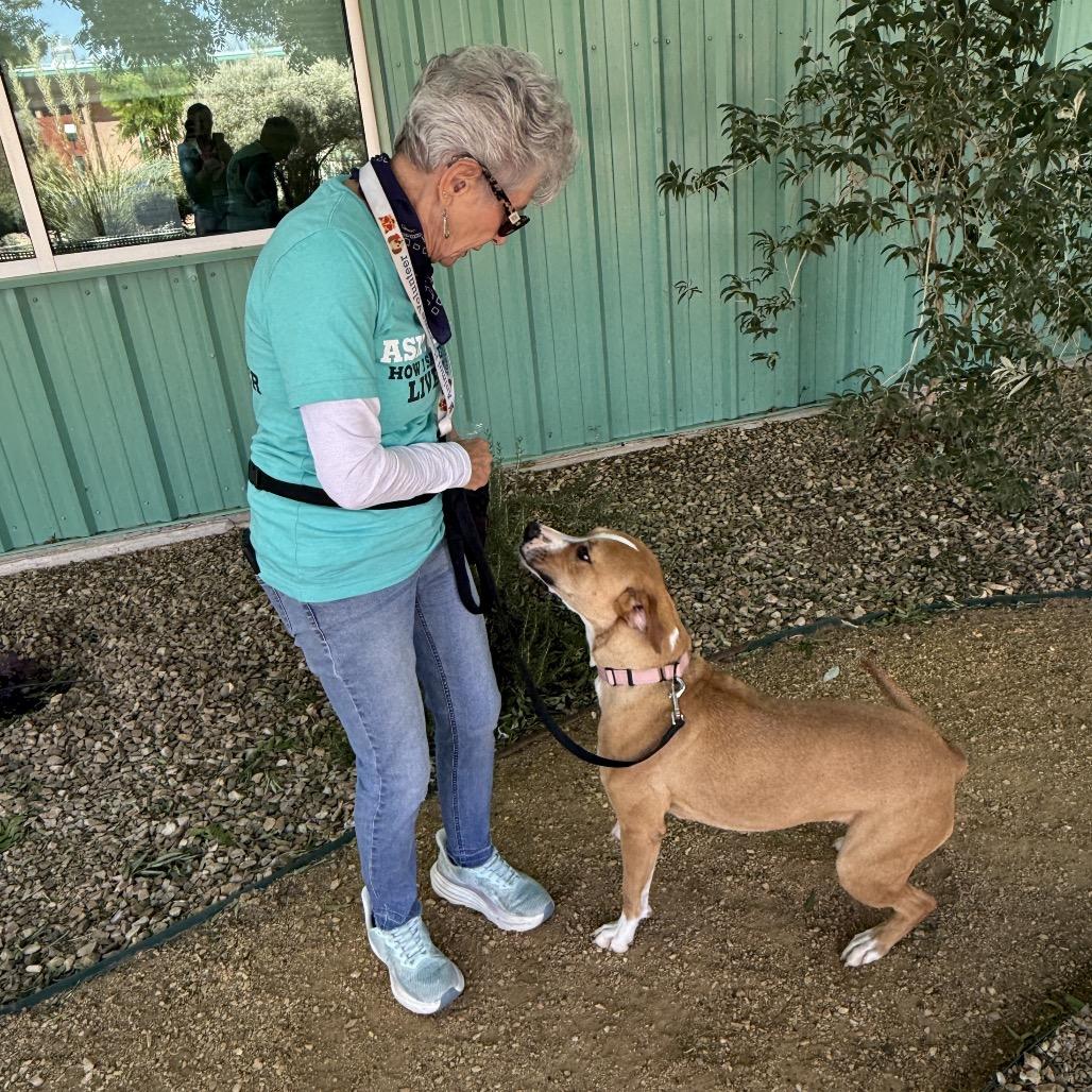 Chessie, a Adoptable mixed breed in Albuquerque, NM image 2/6
