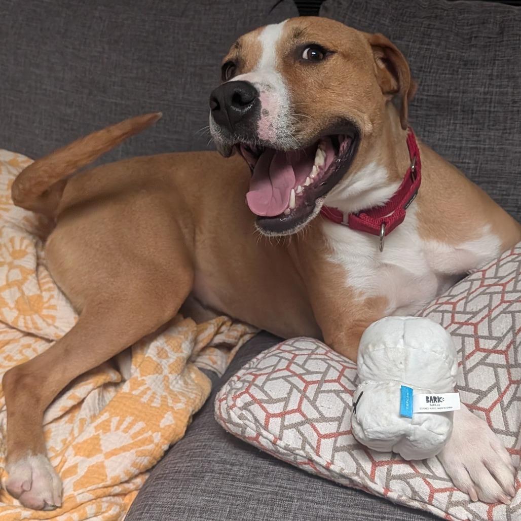 Chessie, a Adoptable mixed breed in Albuquerque, NM image 3/6