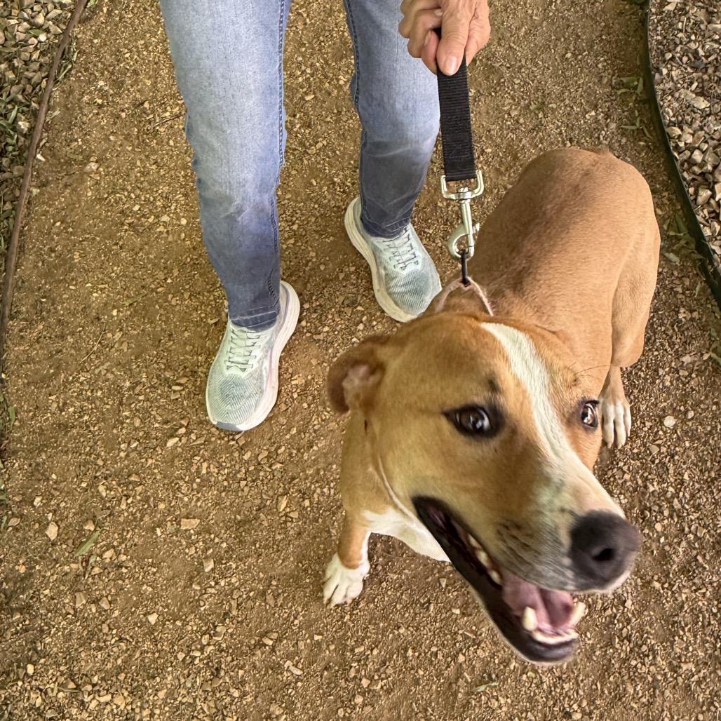 Chessie, a Adoptable mixed breed in Albuquerque, NM image 4/6