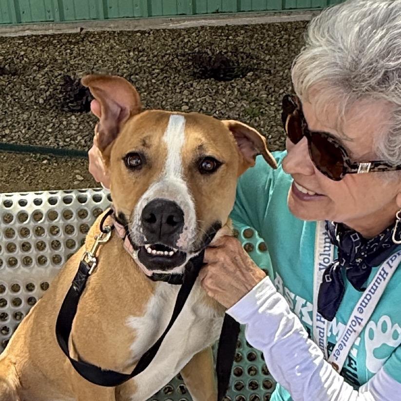 Chessie, a Adoptable mixed breed in Albuquerque, NM image 5/6