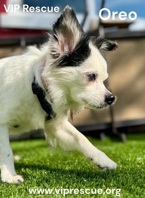 Enlarge Oreo/Largo, a ADOPTABLE mixed breed in Redington Beach, FL image 5/5