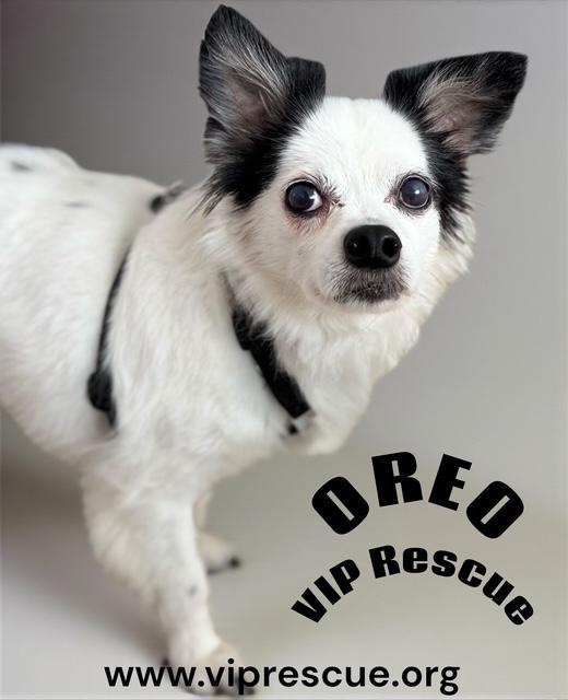 Enlarge Oreo/Largo, a ADOPTABLE mixed breed in Redington Beach, FL image 2/5