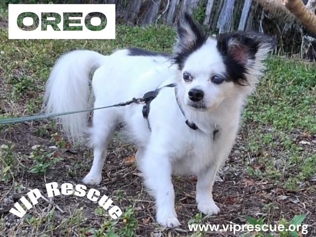 Enlarge Oreo/Largo, a ADOPTABLE mixed breed in Redington Beach, FL image 3/5