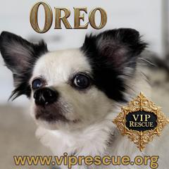 Enlarge Oreo/Largo, a ADOPTABLE mixed breed in Redington Beach, FL image 1/5