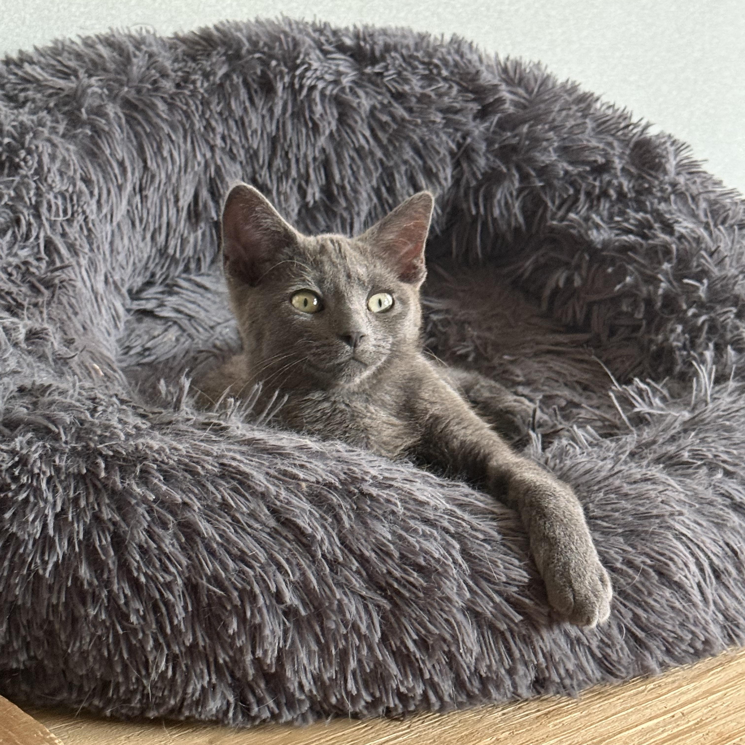 Enlarge Daphne Sunshine, a Adoptable Domestic Short Hair in Oak Park, MI image 4/6