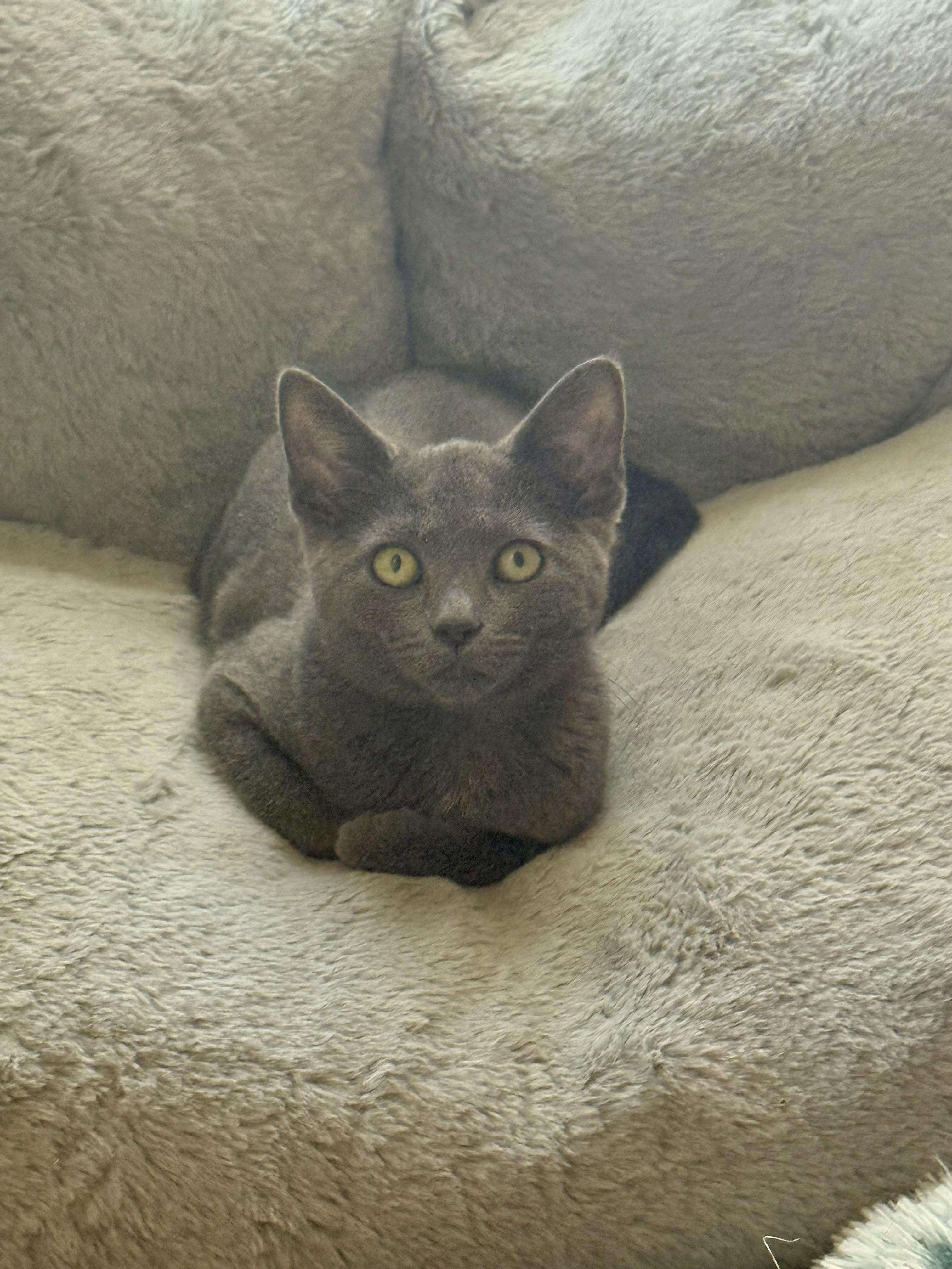 Enlarge Daphne Sunshine, a Adoptable Domestic Short Hair in Oak Park, MI image 5/6