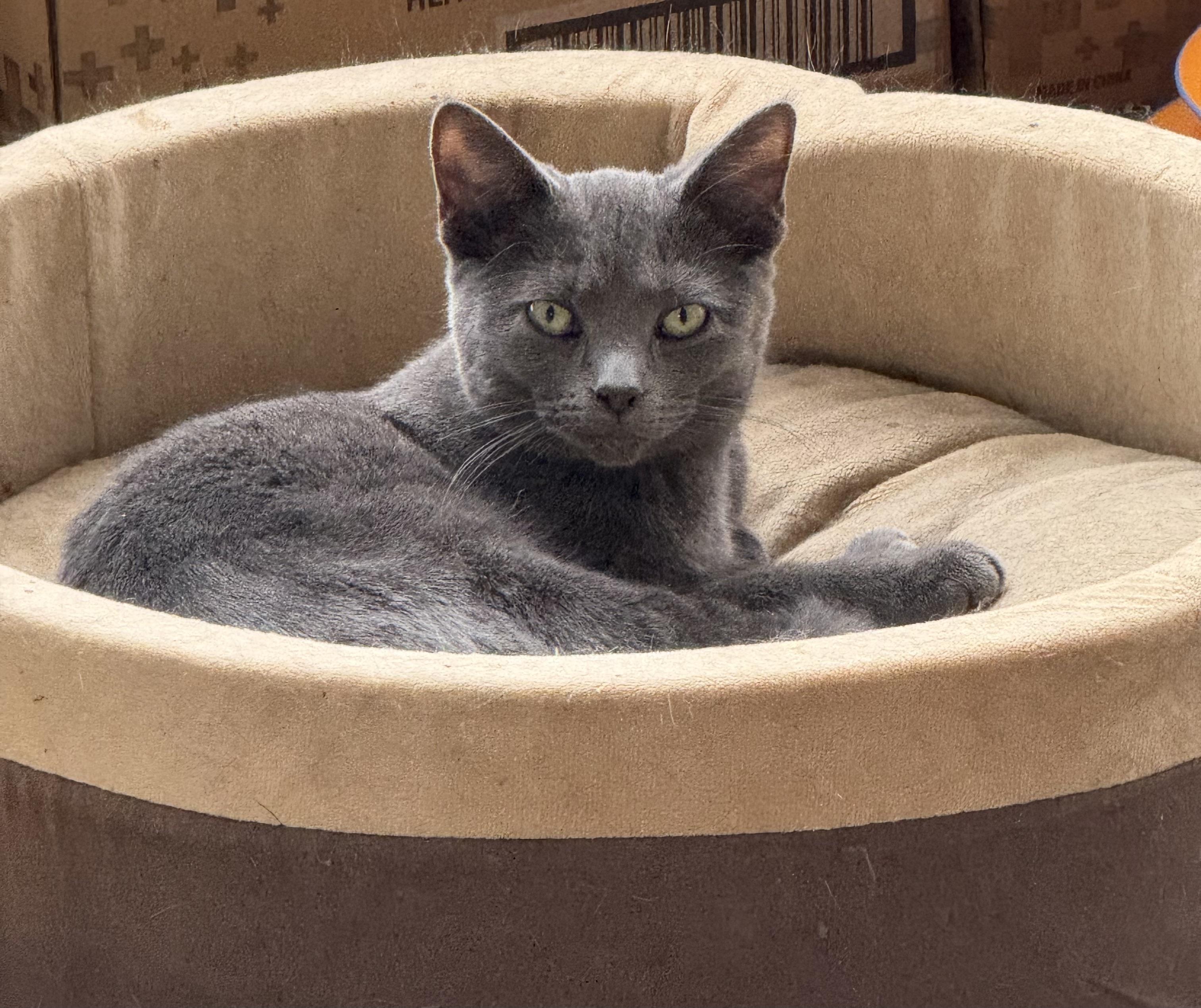 Enlarge Daphne Sunshine, a Adoptable Domestic Short Hair in Oak Park, MI image 1/6