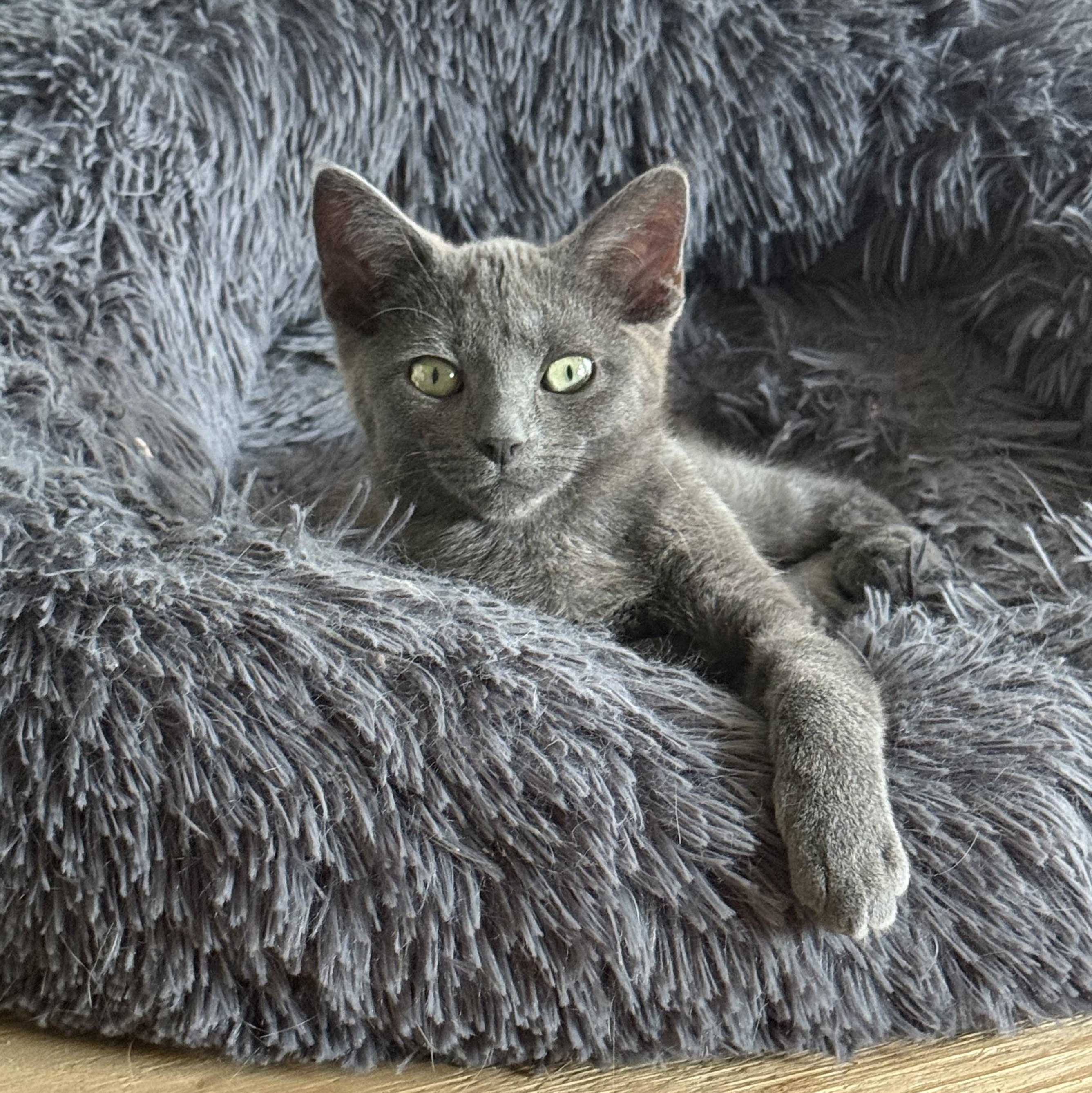 Enlarge Daphne Sunshine, a Adoptable Domestic Short Hair in Oak Park, MI image 2/6