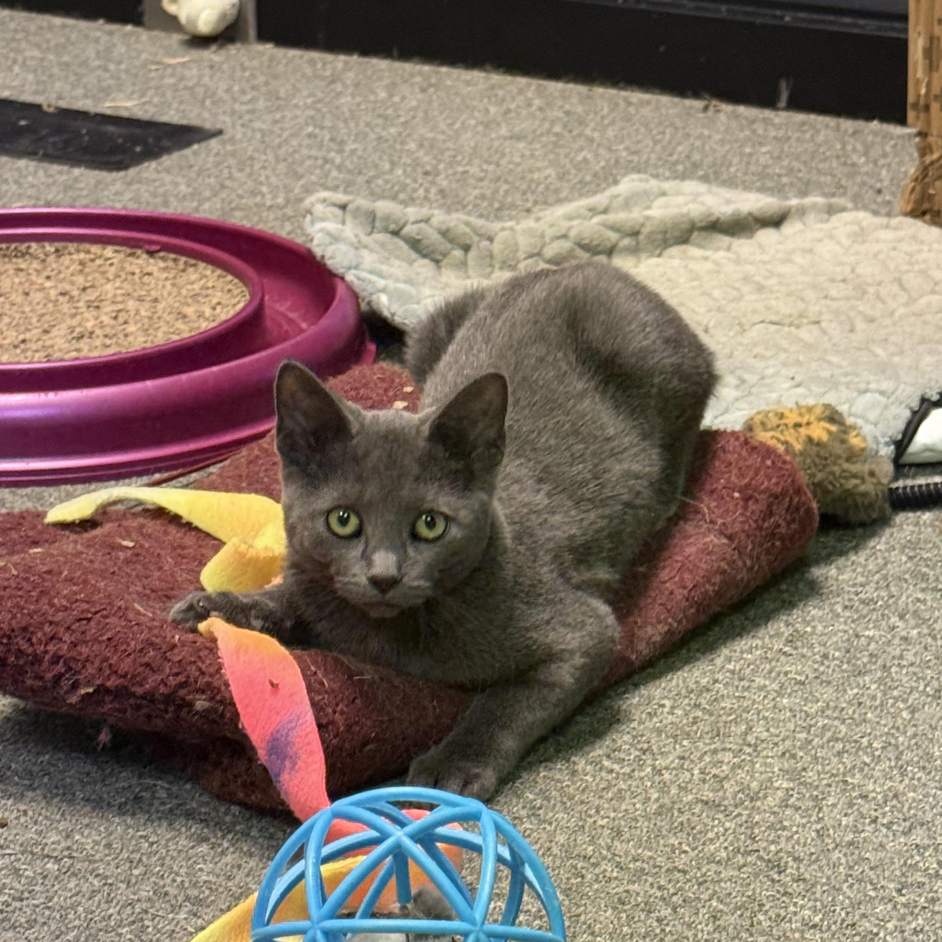 Enlarge Daphne Sunshine, a Adoptable Domestic Short Hair in Oak Park, MI image 6/6