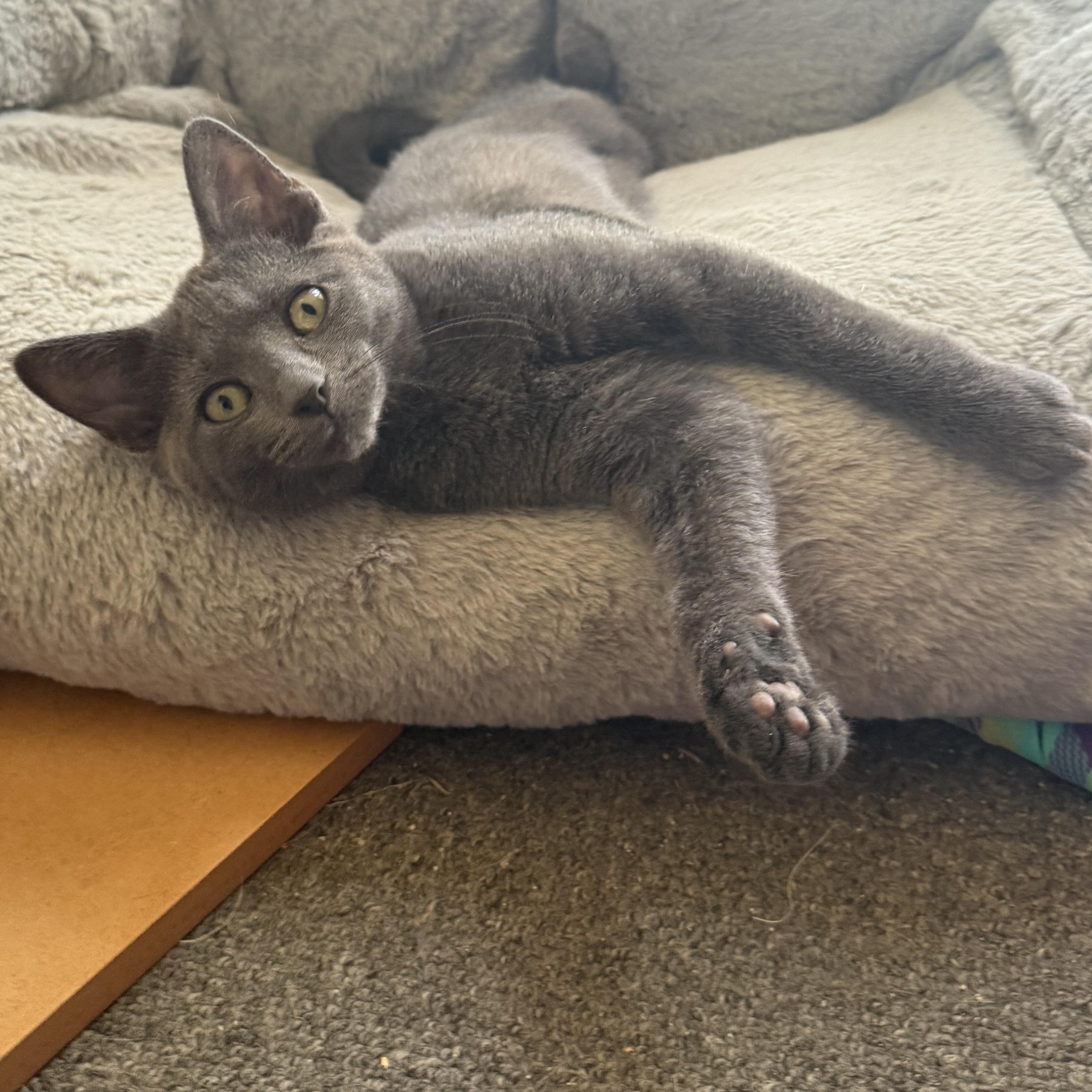 Enlarge Daphne Sunshine, a Adoptable Domestic Short Hair in Oak Park, MI image 3/6