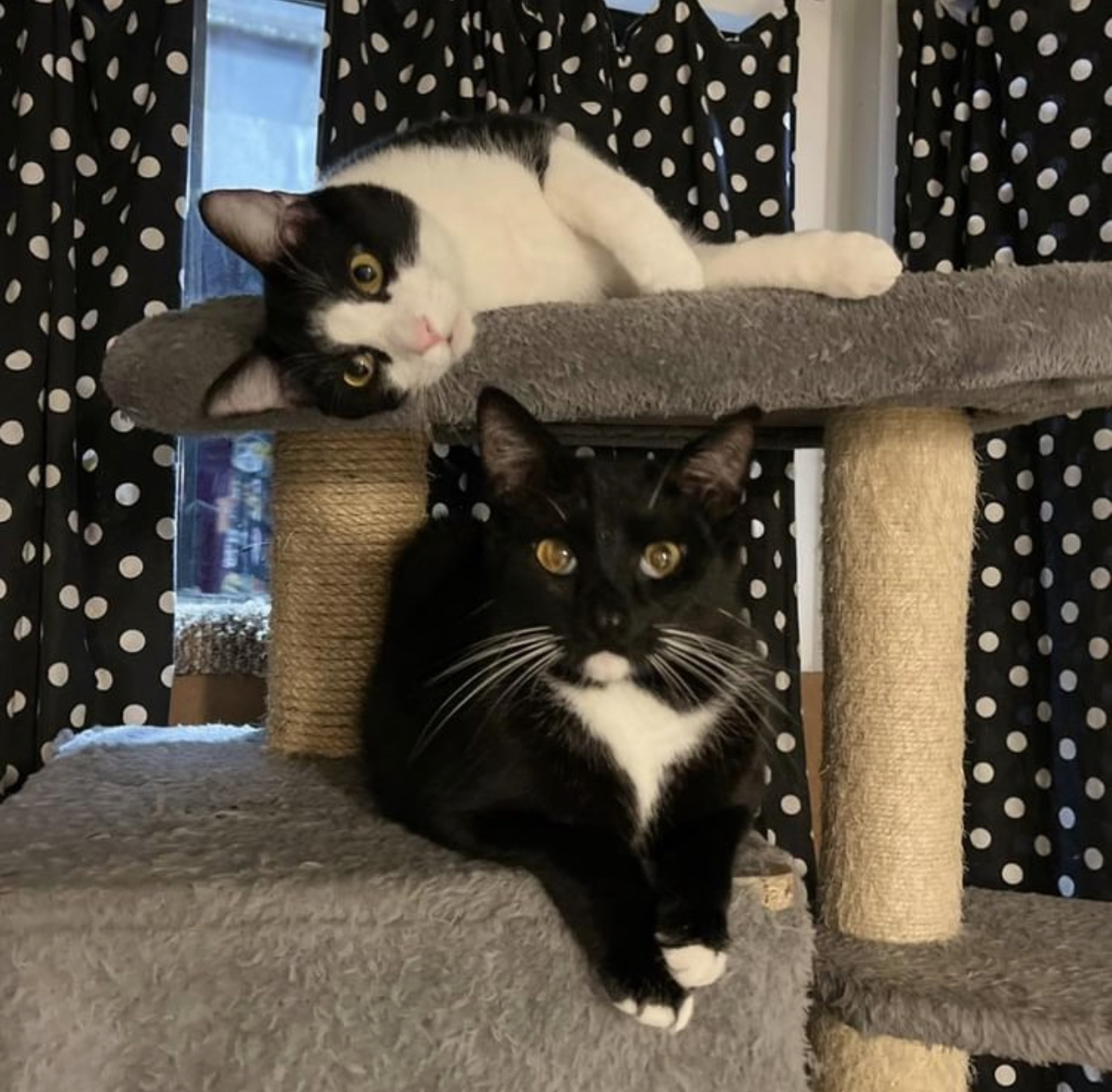 Trevor, a Adoptable Domestic Short Hair in New Haven, CT image 5/8