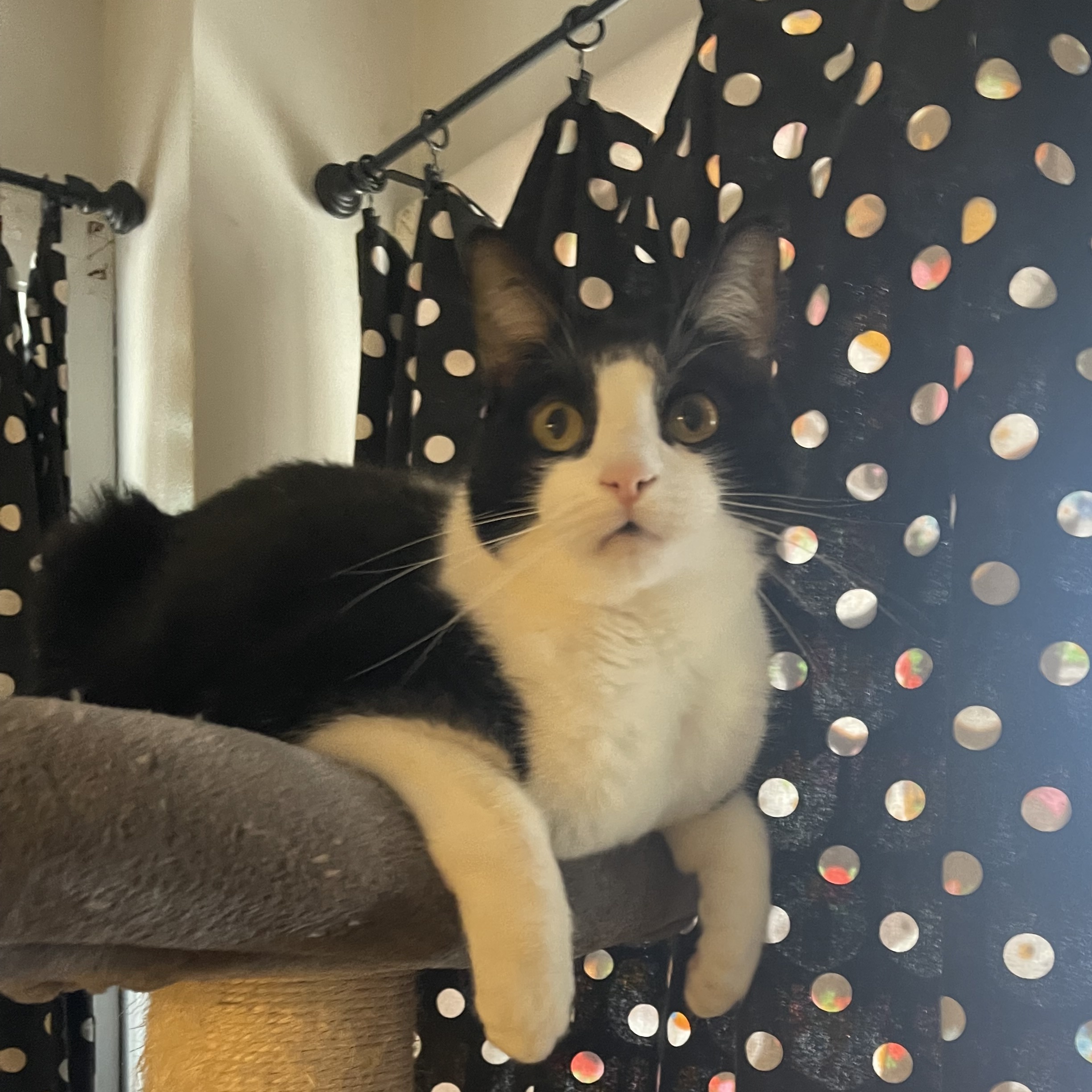 Trevor, a Adoptable Domestic Short Hair in New Haven, CT image 4/8