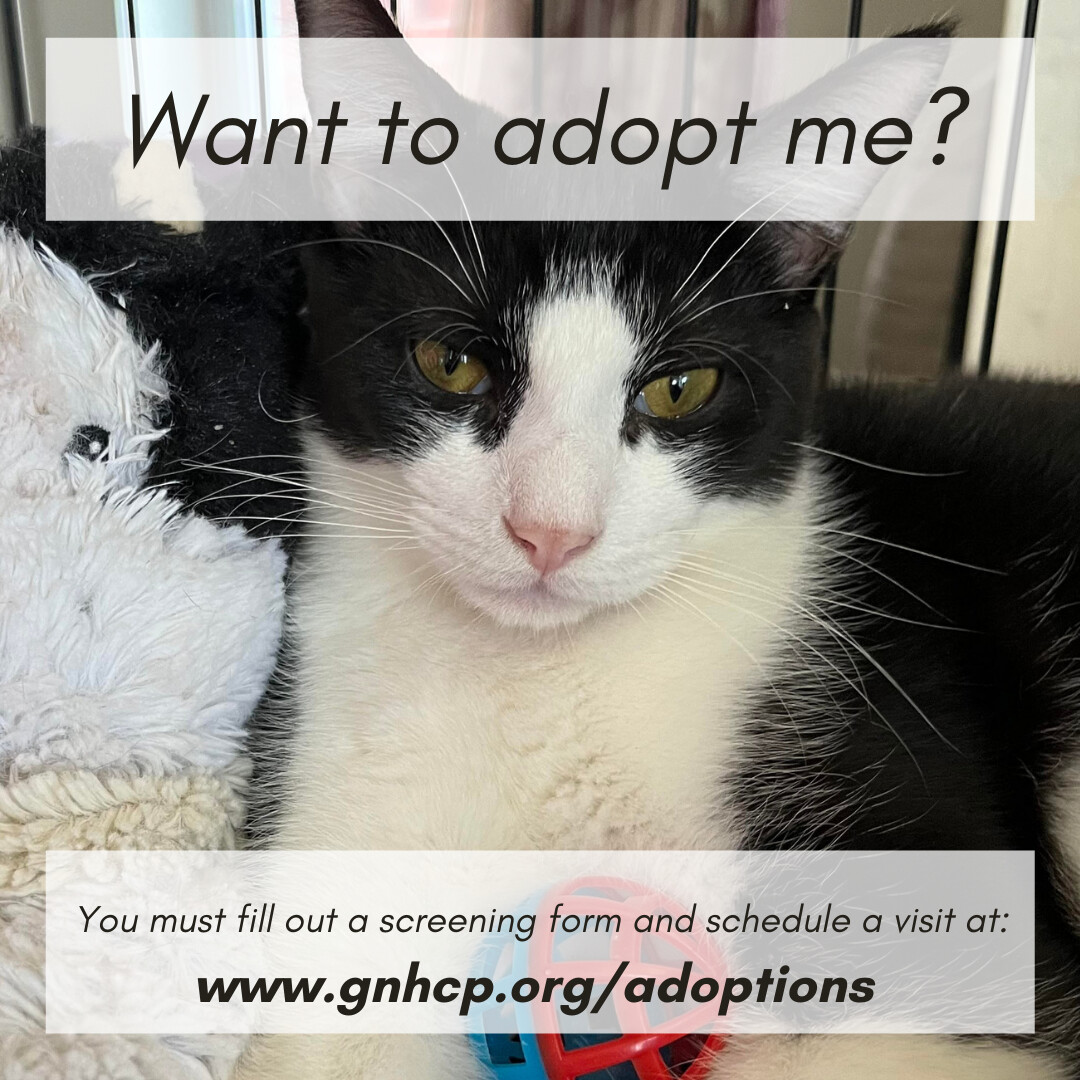 Enlarge Trevor, a Adoptable Domestic Short Hair in New Haven, CT image 8/8