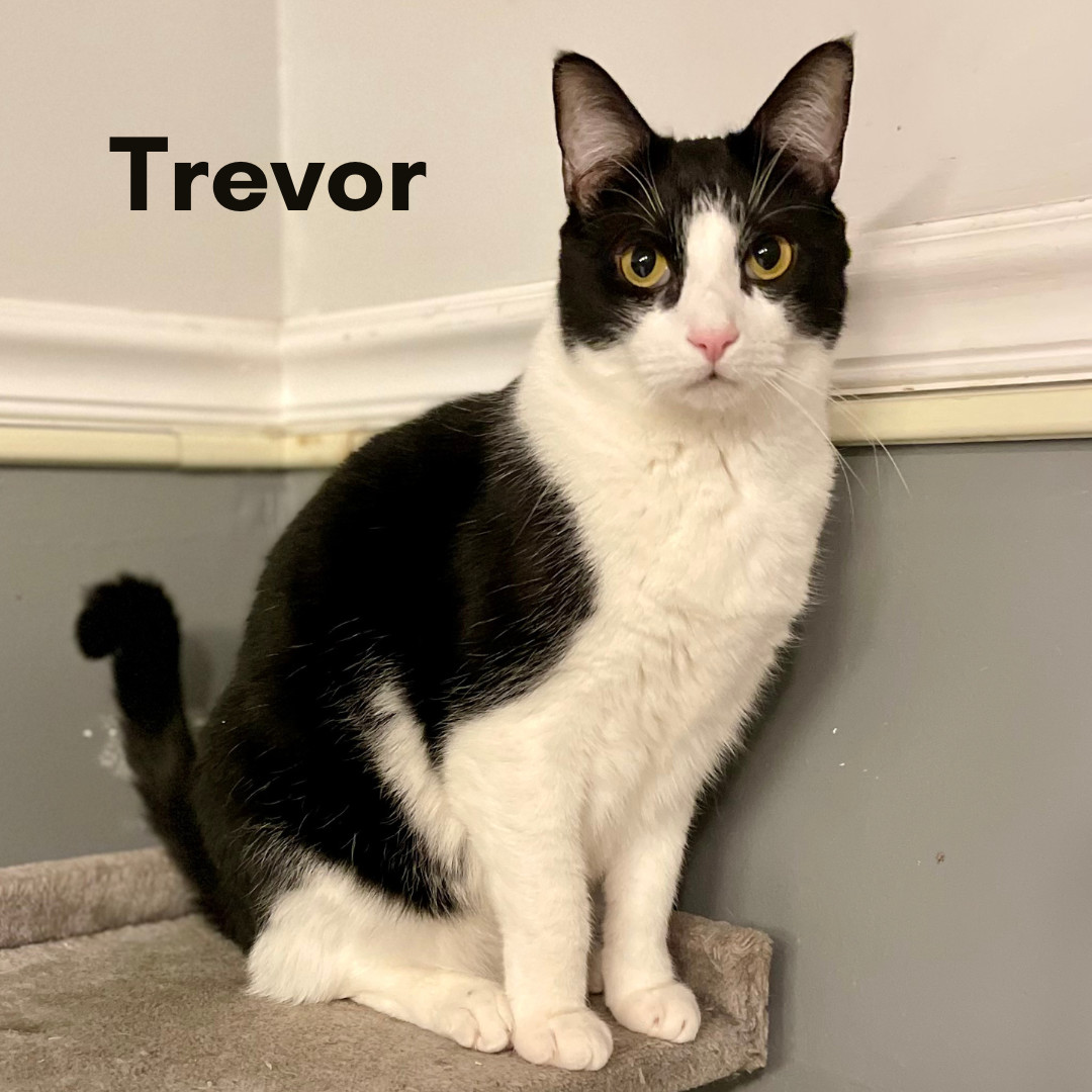 Trevor, a Adoptable Domestic Short Hair in New Haven, CT image 1/8