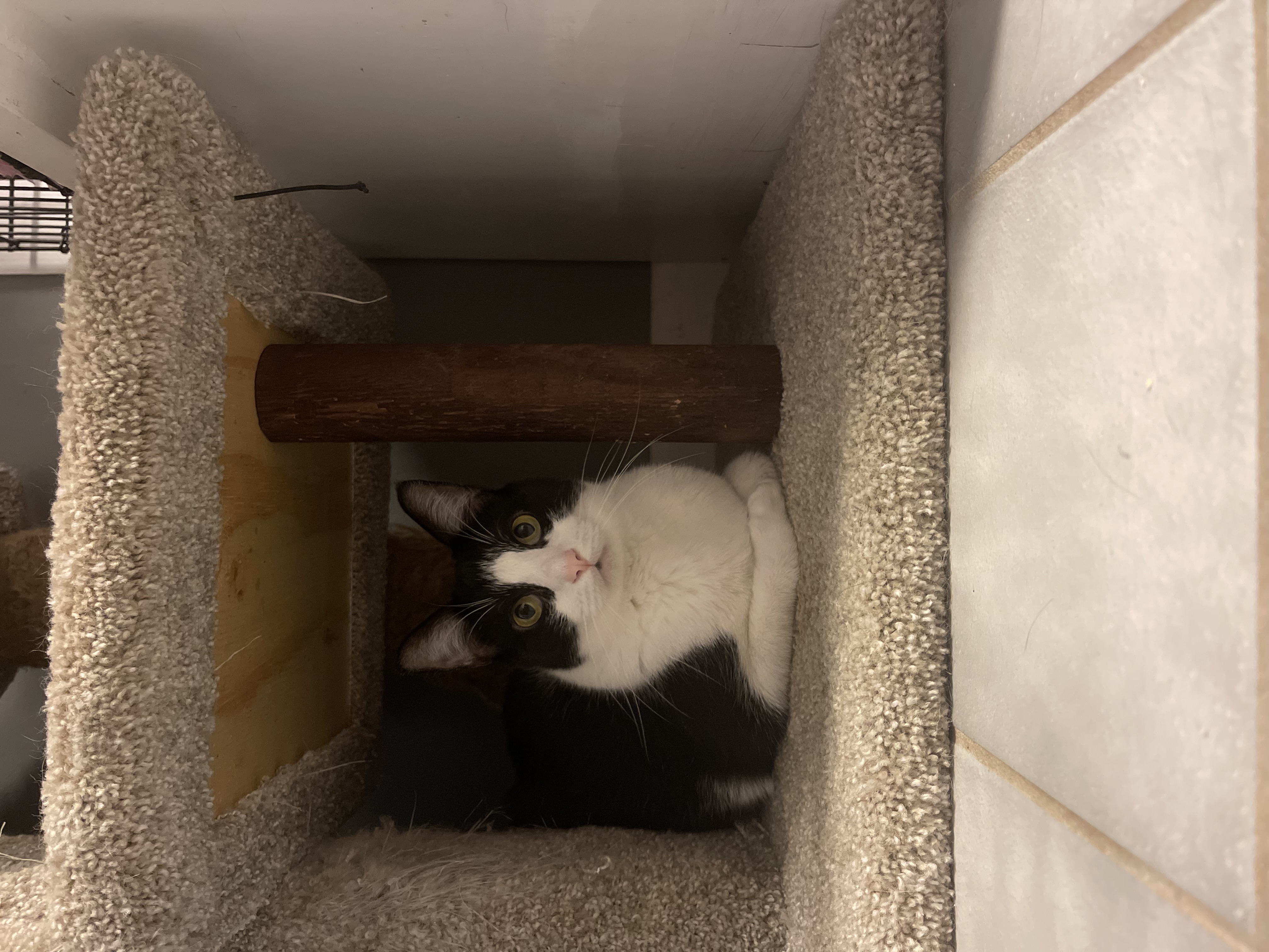 Trevor, a Adoptable Domestic Short Hair in New Haven, CT image 6/8