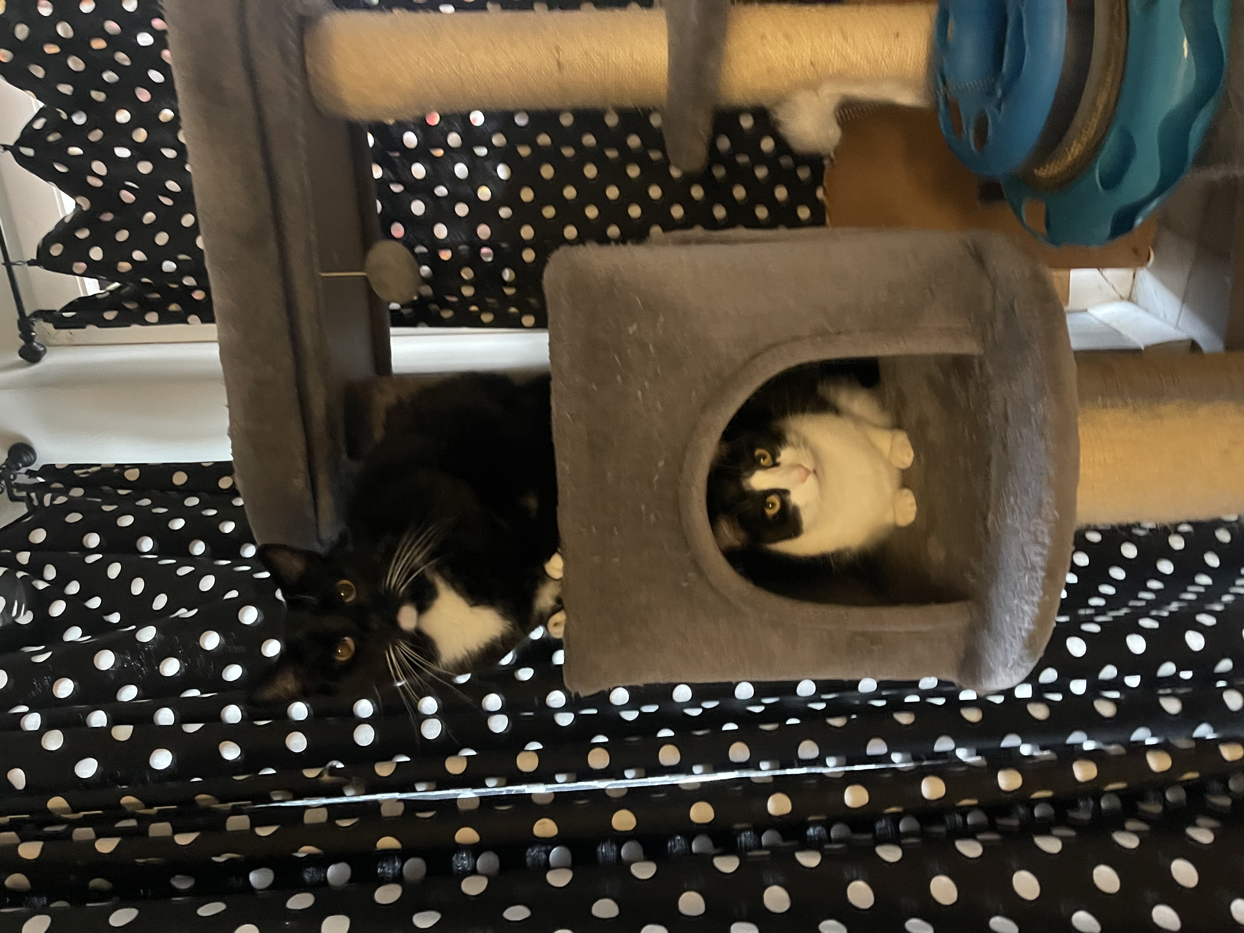 Enlarge Trevor, a Adoptable Domestic Short Hair in New Haven, CT image 7/8