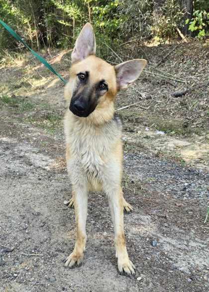 Enlarge Nani, a Adoptable German Shepherd Dog in Montgomery, AL image 1/3