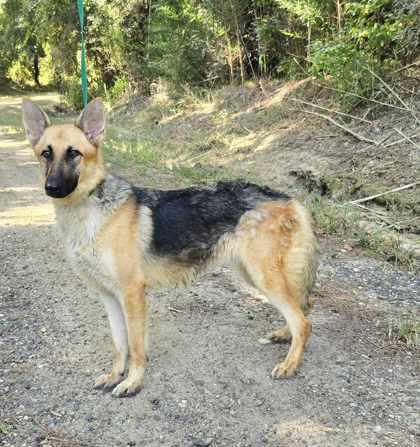 Enlarge Nani, a Adoptable German Shepherd Dog in Montgomery, AL image 2/3