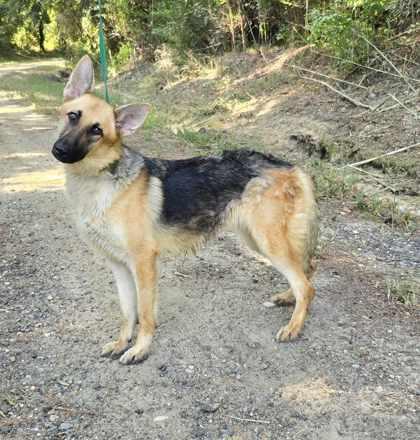 Enlarge Nani, a Adoptable German Shepherd Dog in Montgomery, AL image 3/3