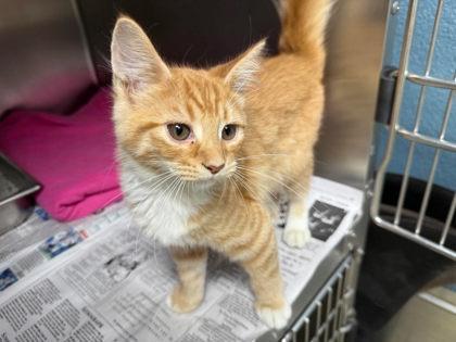 Ritz, Adoptable, Young Male Domestic Short Hair.