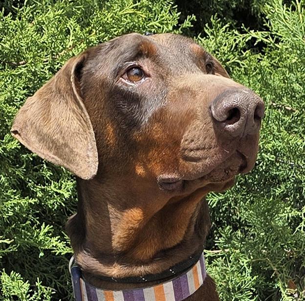 The Incredible Rulk = Extraordinary Find !!!, Young Male Doberman Pinscher