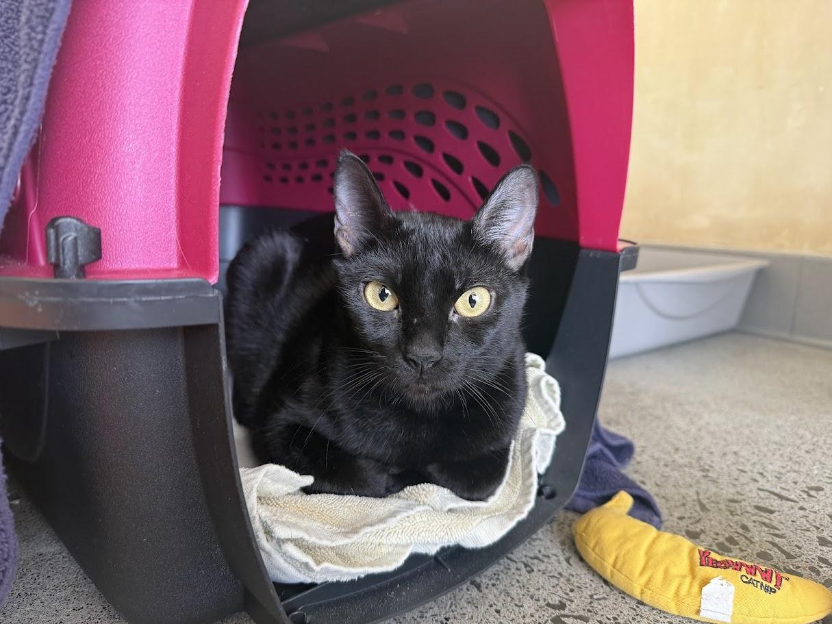 Bianca, ADOPTABLE, Adult Female Domestic Short Hair.